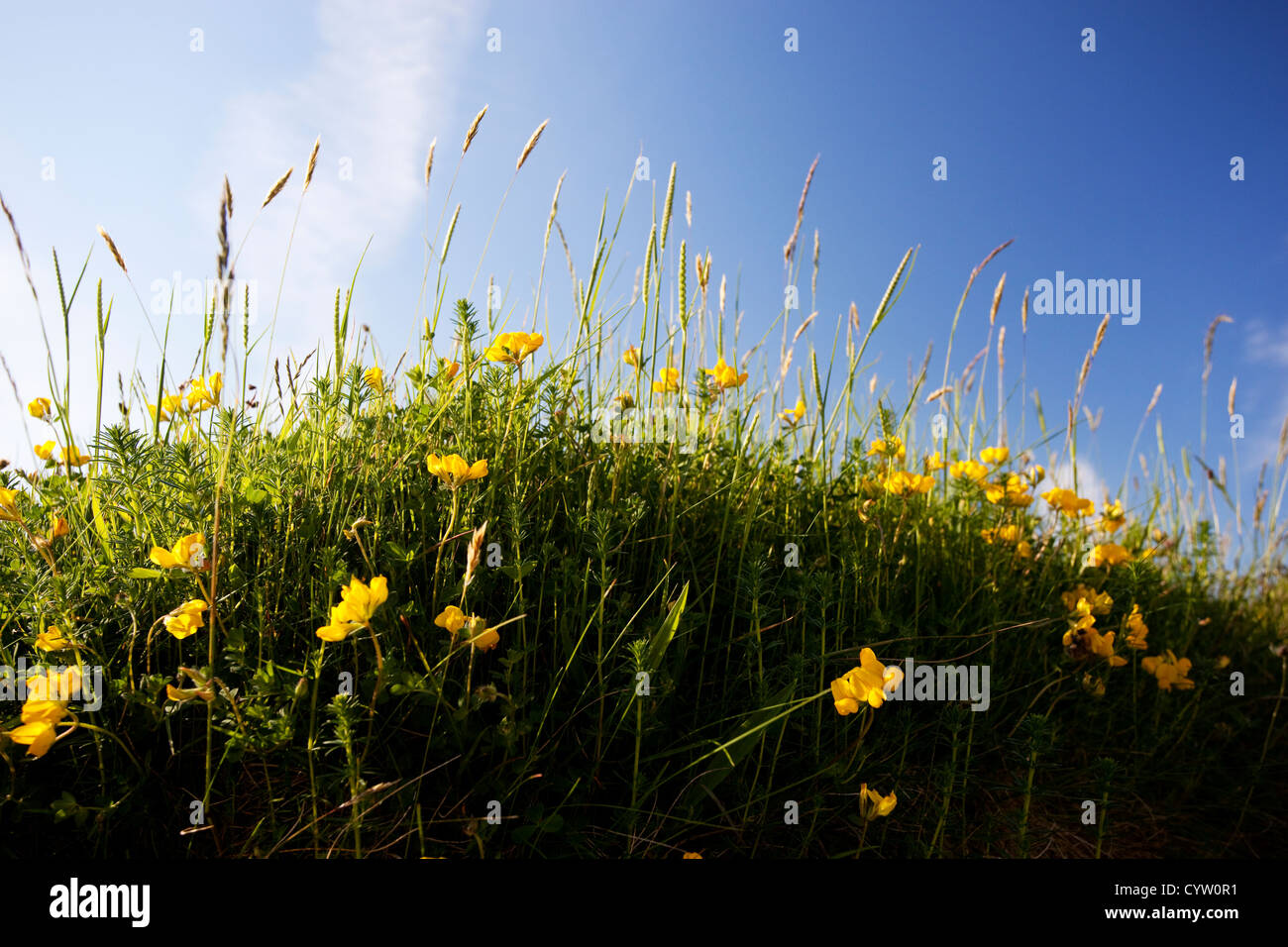Vogels Fuß Kleeblatt (Lotus Corniculatus), in der Nähe der Küste bei Drumadoon, Isle of Arran, Scotland, UK Stockfoto