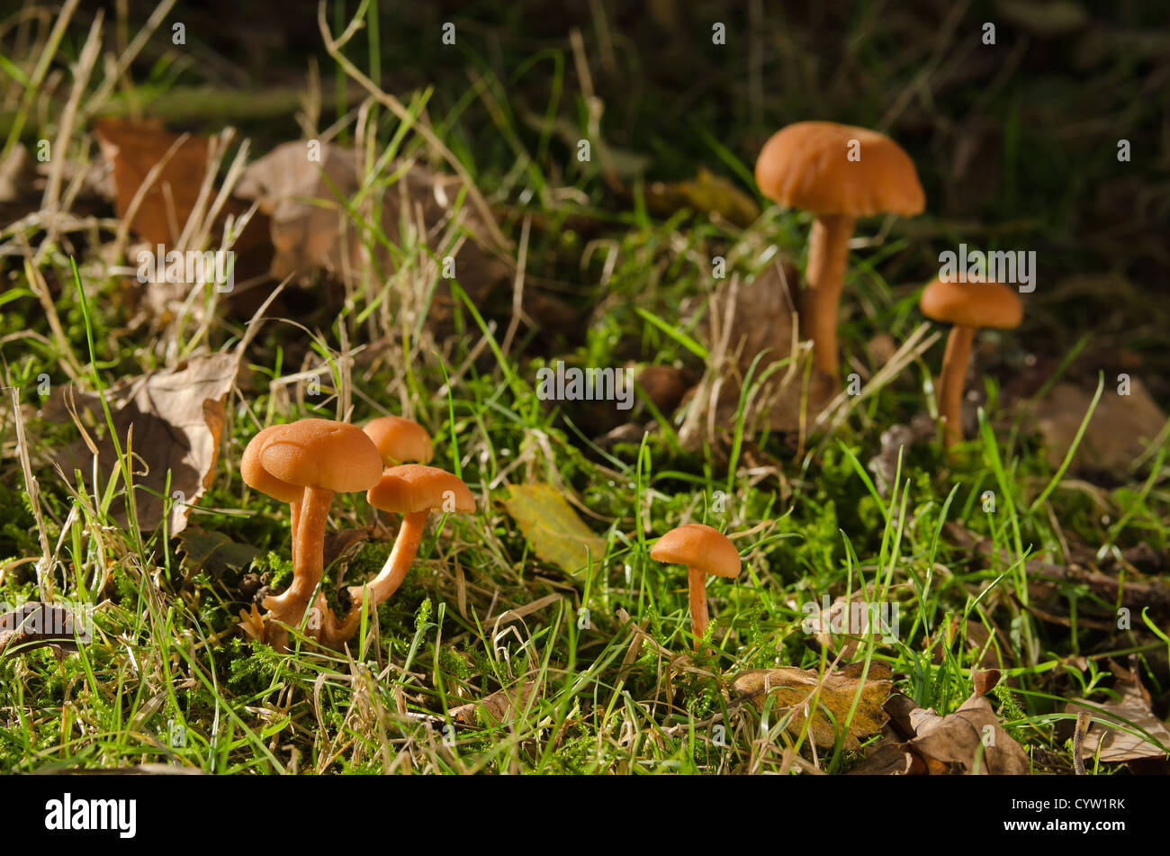 Pilze klingen Fotos und Bildmaterial in hoher Auflösung Alamy