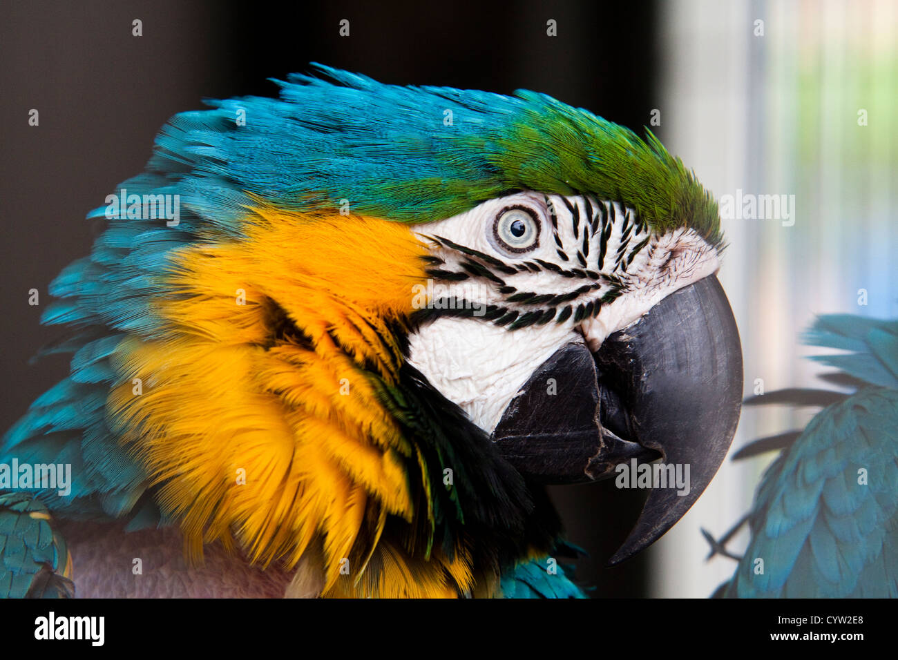 Schöne bunte Papagei Stockfoto
