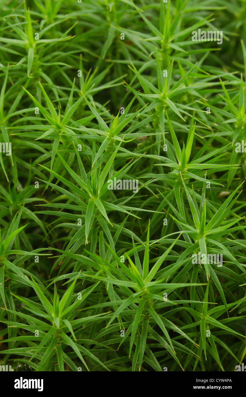 Gemeinsamen Haircap Haar Moos Polytrichum Kommune unter Laub-Baldachin auf Waldlichtung Boden Wald wächst Stockfoto