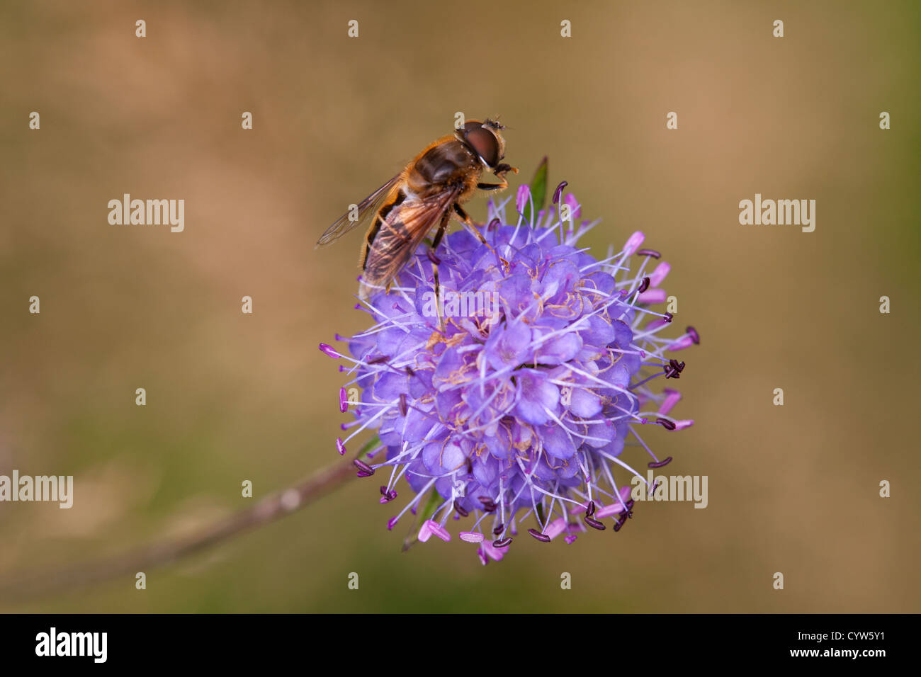 Hoverfly Eristalis Tenax Erwachsene ernähren sich von Devilsbit Witwenblume Stockfoto