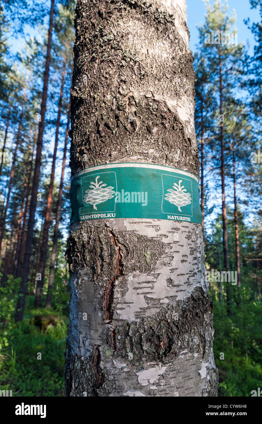 Waldbewirtschaftung in Nuuksio Nationalpark in Finnland Stockfoto