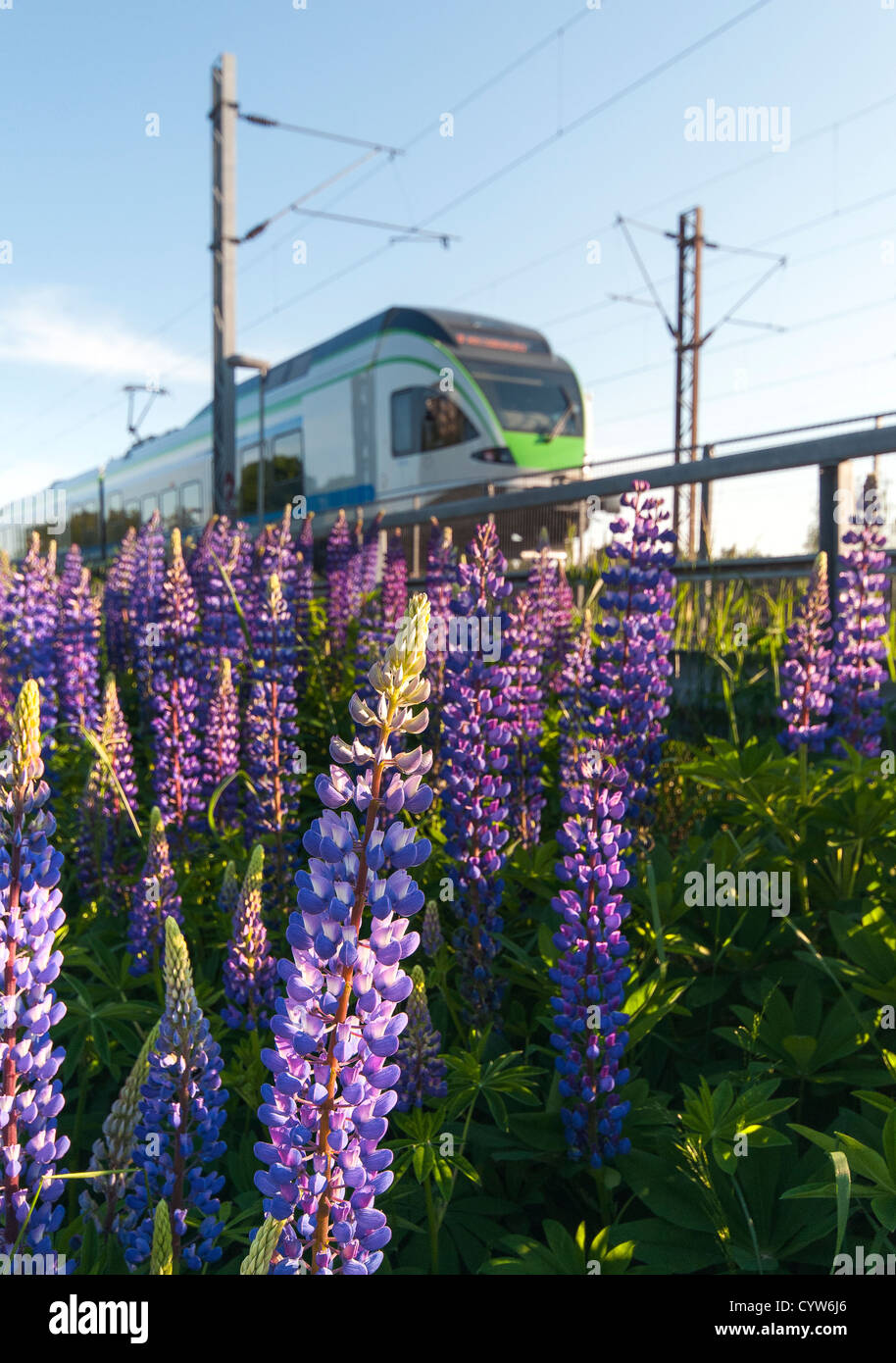 Lila Lupinen wachsen nächsten an die Eisenbahnlinie Helsinki in Helsinki, Finnland Stockfoto