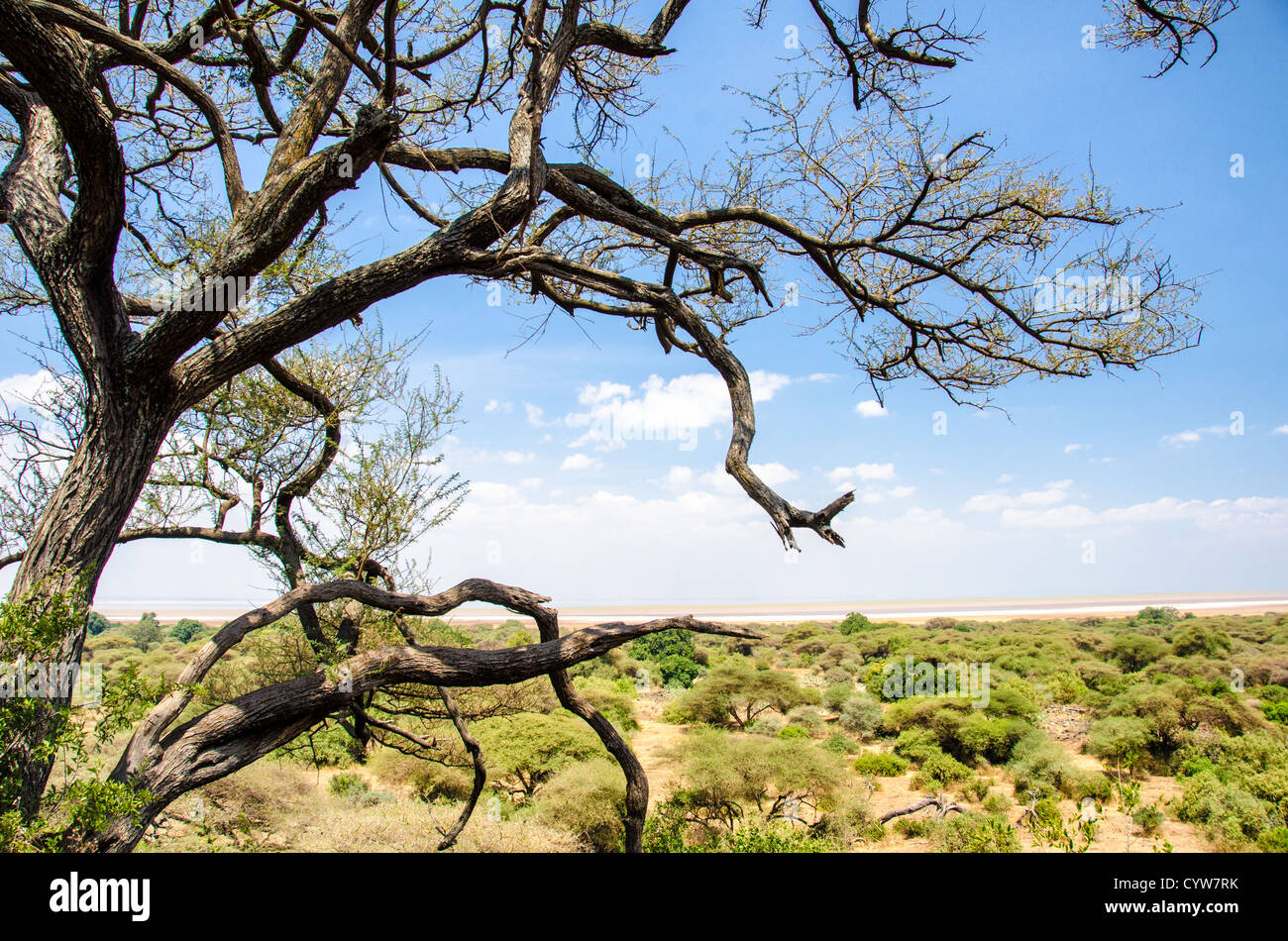 LAKE MANYARA NATIONAL PARK, Tansania – Ein Blick auf den Lake Manyara National Park von einem teilweise erhöhten Aussichtspunkt aus, mit Blick auf die flache Buschlandschaft. Der Lake Manyara National Park liegt im Norden Tansanias und ist Teil der größeren Region Manyara. Der Park liegt innerhalb des Great Rift Valley Systems und umfasst verschiedene Ökosysteme, die vom alkalischen Lake Manyara bis zu Akazienwäldern und Grasland reichen. Der Park ist bekannt für seine vielfältige Tierwelt und dient als wichtiges Naturschutzgebiet auf Tansanias nördlicher Safari-Strecke. Das flache buschige Gelände, das von diesem Blickwinkel aus zu sehen ist Stockfoto