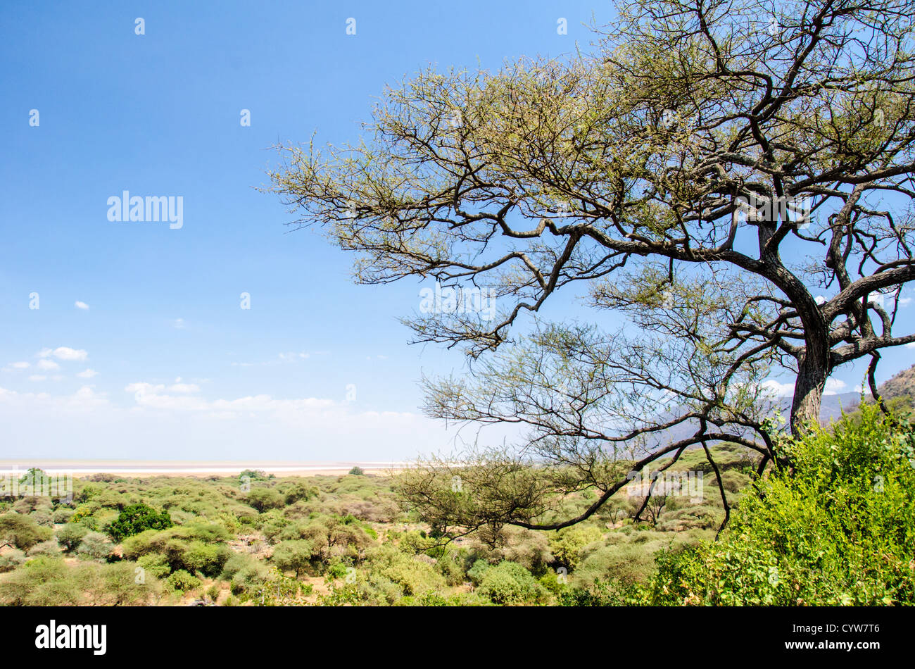 LAKE MANYARA NATIONAL PARK, Tansania – Ein teilweise erhöhter Blick auf den Lake Manyara National Park, mit einem Baum im Vordergrund rechts vom Rahmen und dem niedrigen, flachen Busch des Parks im Hintergrund. Der Lake Manyara National Park befindet sich in den Regionen Arusha und Manyara im Norden Tansanias, entlang des Great Rift Valley Steilhangs. Der Park umfasst verschiedene Ökosysteme, darunter Akazienwälder, mit Baobab gepunktete Klippen und algengestreifte heiße Quellen. Der 1960 gegründete Park umfasst etwa 330 Quadratkilometer und ist für seine vielfältigen Lebensräume bekannt. Der alkalische Manyara-See Stockfoto