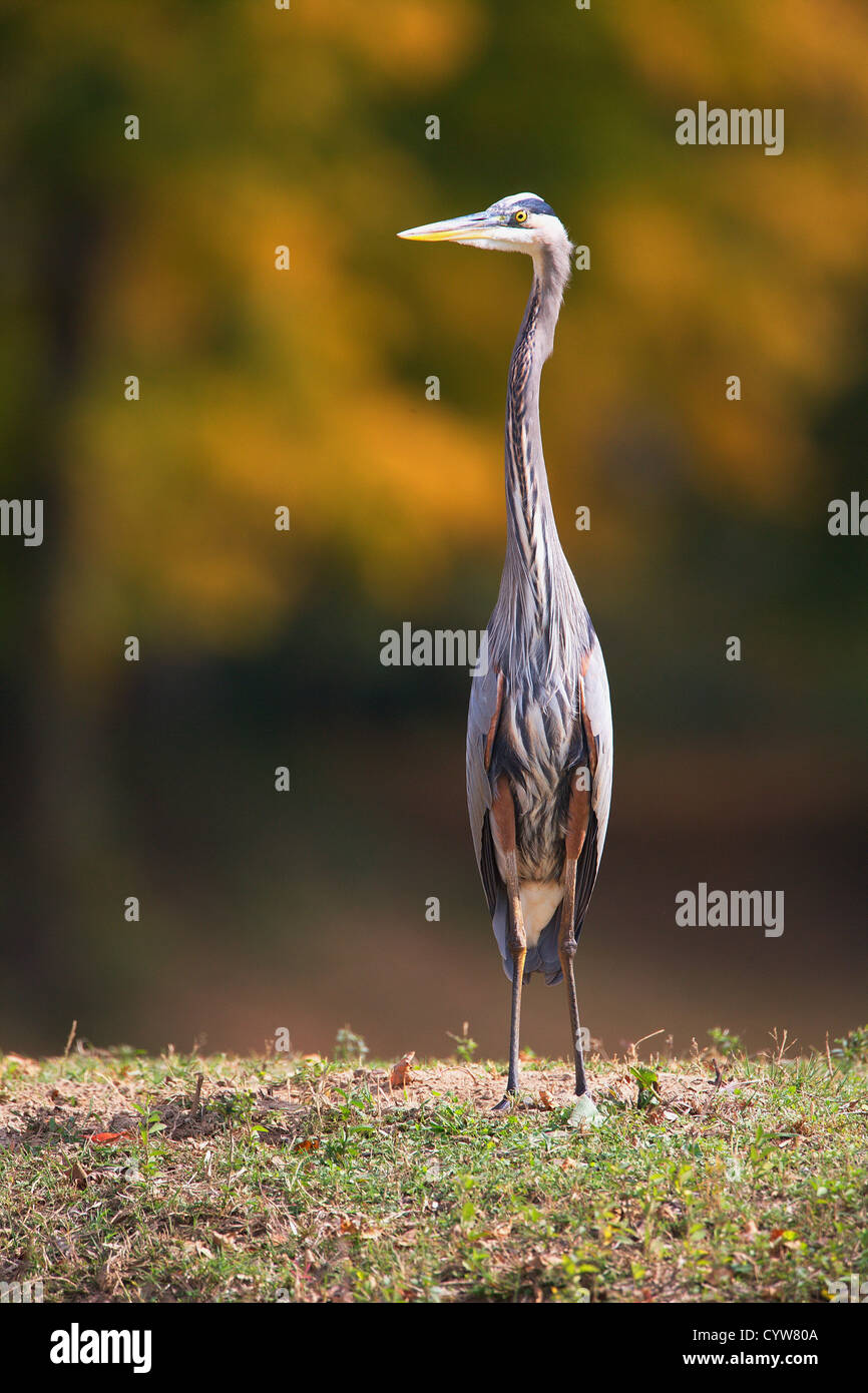 (Mehrere Werte) Stockfoto