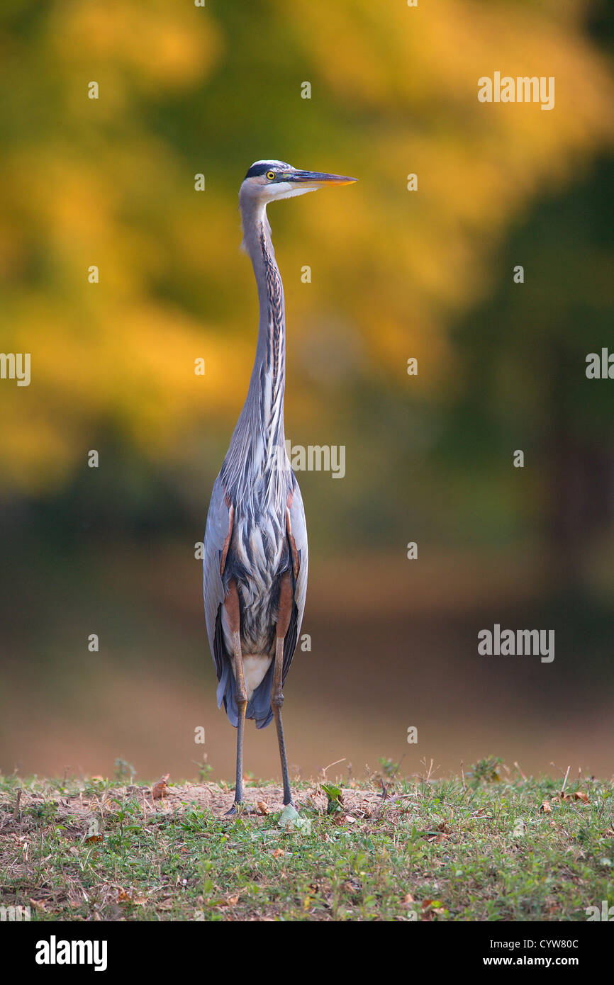 (Mehrere Werte) Stockfoto