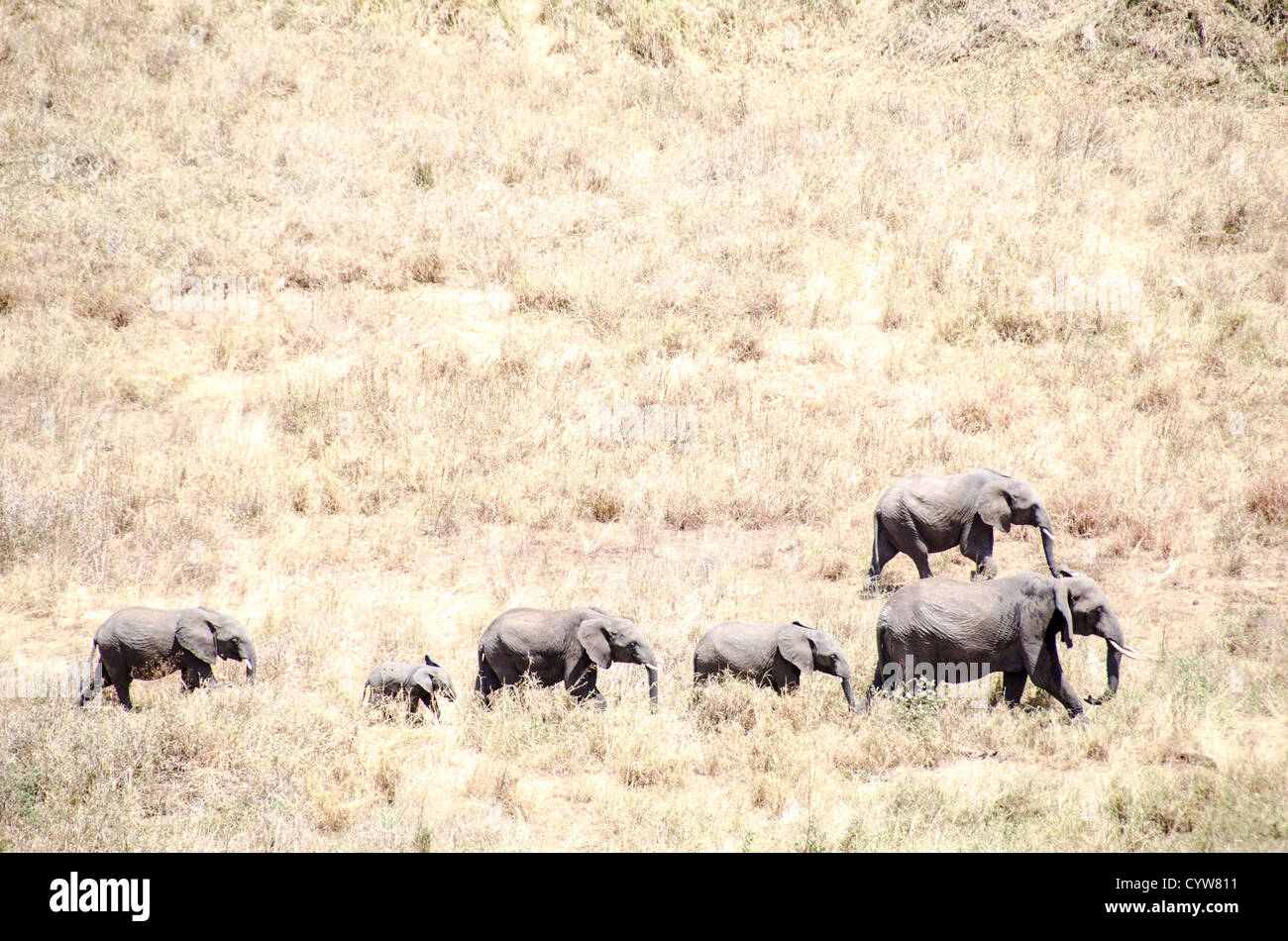 TARANGIRE-NATIONALPARK, Tansania - Eine Elefantenherde durchquert eine Grasfläche im Tarangire-Nationalpark im Norden Tansanias, nicht weit vom Ngorongoro-Krater und der Serengeti. Der Ngorongoro-Krater, der zum UNESCO-Weltkulturerbe gehört, ist ein riesiger vulkanischer Krater im Norden Tansanias. Sie wurde vor 2-3 Millionen Jahren gegründet, hat einen Durchmesser von etwa 20 Kilometern und ist die Heimat vielfältiger Tiere, einschließlich der „Big Five“-Wildtiere. Das Ngorongoro Conservation Area, bewohnt von den Maasai, enthält auch bedeutende archäologische Stätten wie die Olduvai-Schlucht und Laetoli, die Einblicke in e bieten Stockfoto