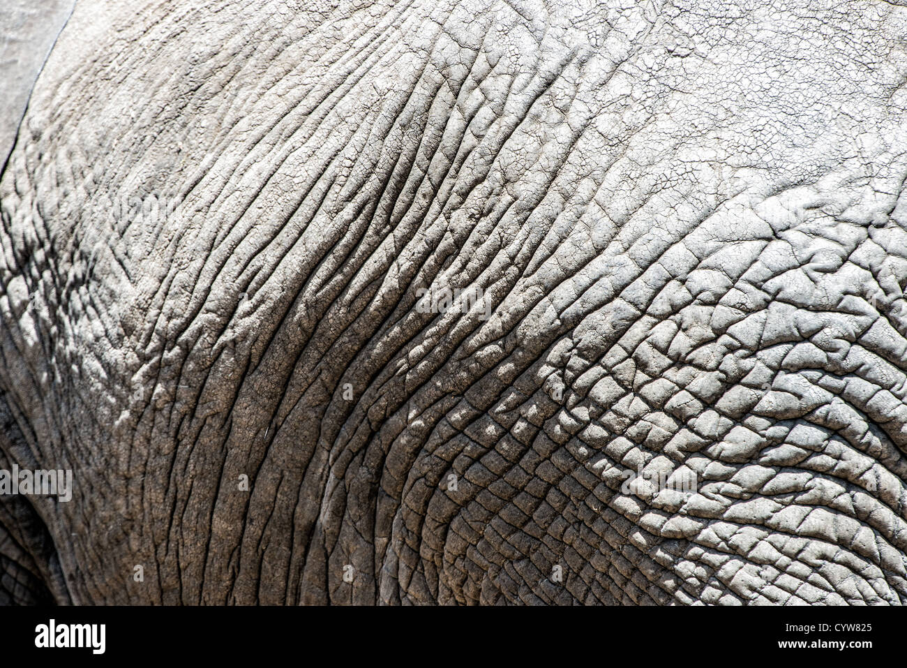 Der Tarangire National Park, Tansania - eine Nahaufnahme der zerknitterten Oberfläche eines Elefanten ist in der Tarangire National Park im Norden von Tansania ausblenden nicht weit von den Ngorongoro Krater und die Serengeti. Stockfoto