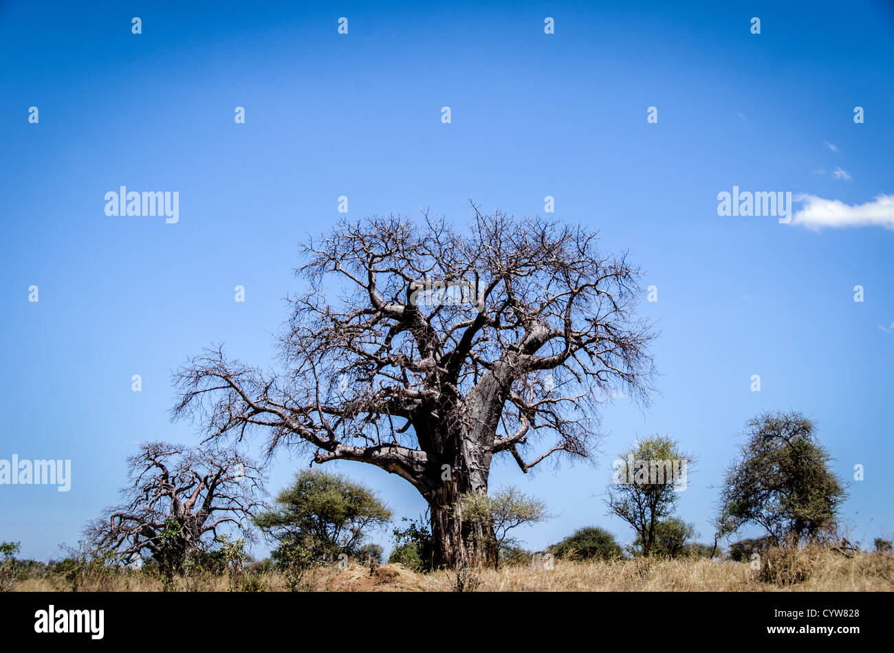 Der Tarangire National Park, Tansania - Tarangire National Park im Norden von Tansania ist berühmt für seine Tausende von Elefanten und Baobab-bäume. In diesem Schoß, die kahle Baobab Baum in der trockenen Jahreszeit steht heraus gegen den klaren blauen Himmel. Stockfoto