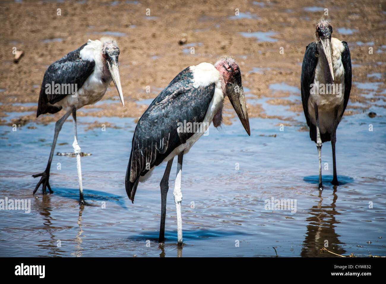 TARANGIRE-NATIONALPARK, Tansania – drei Marabustörche stehen in den Untiefen des Tarangire-Flusses im Tarangire-Nationalpark im Norden Tansanias, nicht weit vom Ngorongoro-Krater und der Serengeti entfernt. Stockfoto