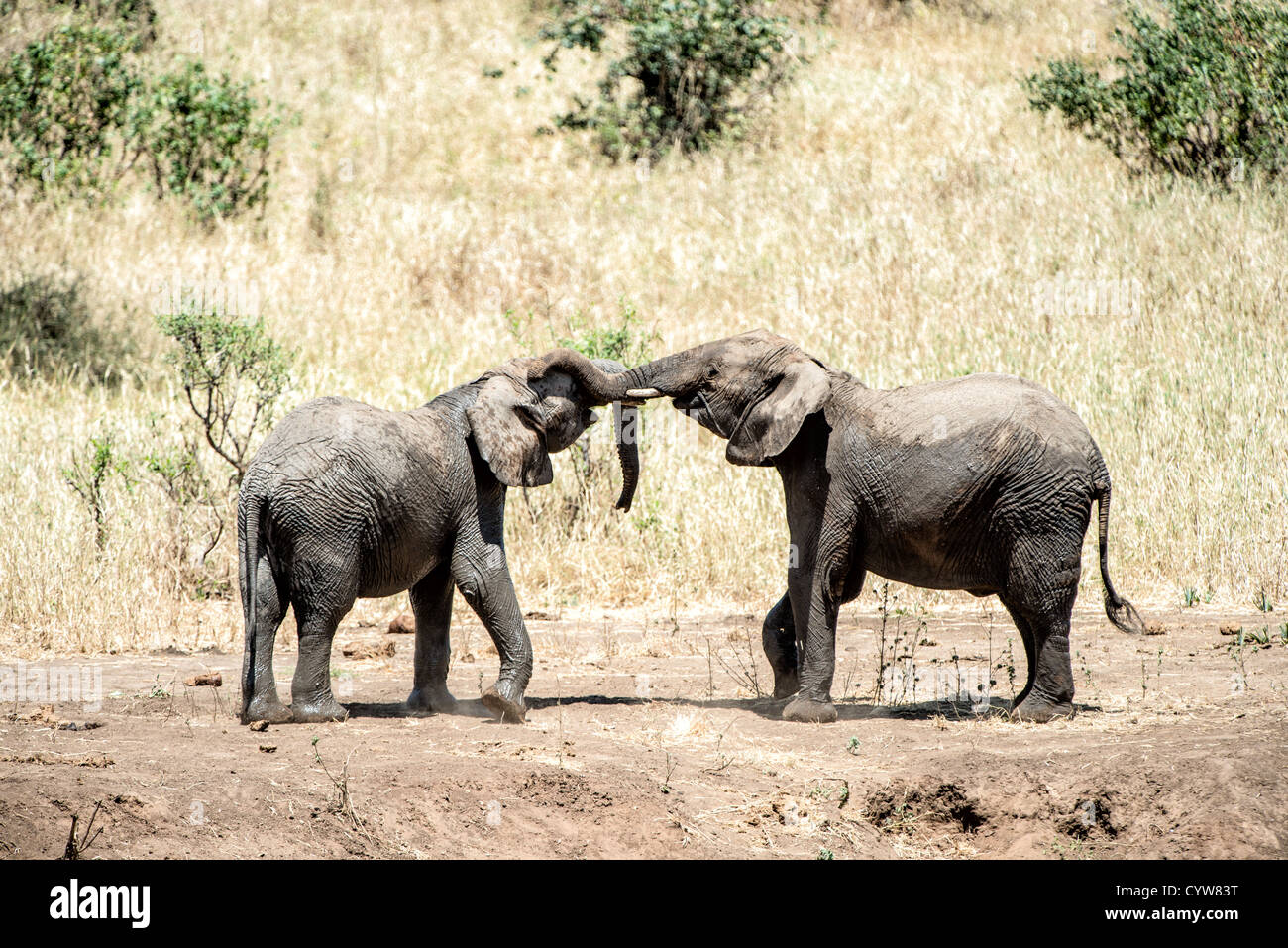 Der Tarangire National Park, Tansania - Zwei junge Elefanten bei Spielen in der Tarangire National Park im Norden von Tansania, nicht weit von den Ngorongoro Krater und die Serengeti. Stockfoto