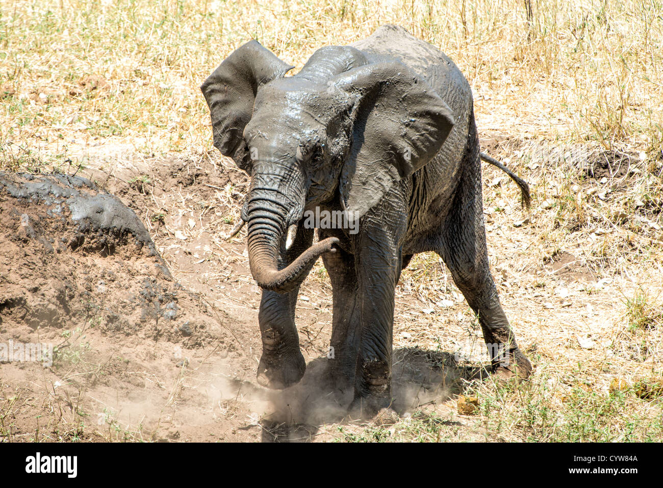 TARANGIRE-NATIONALPARK, Tansania - ein Elefant bedeckt sich mit Schlamm im Tarangire-Nationalpark im Norden Tansanias, nicht weit vom Ngorongoro-Krater und der Serengeti. Der Ngorongoro-Krater, der zum UNESCO-Weltkulturerbe gehört, ist ein riesiger vulkanischer Krater im Norden Tansanias. Sie wurde vor 2-3 Millionen Jahren gegründet, hat einen Durchmesser von etwa 20 Kilometern und ist die Heimat vielfältiger Tiere, einschließlich der „Big Five“-Wildtiere. Das Ngorongoro Conservation Area, bewohnt von den Maasai, enthält auch bedeutende archäologische Stätten wie die Olduvai-Schlucht und Laetoli, die Einblicke in die frühen Menschen bieten Stockfoto