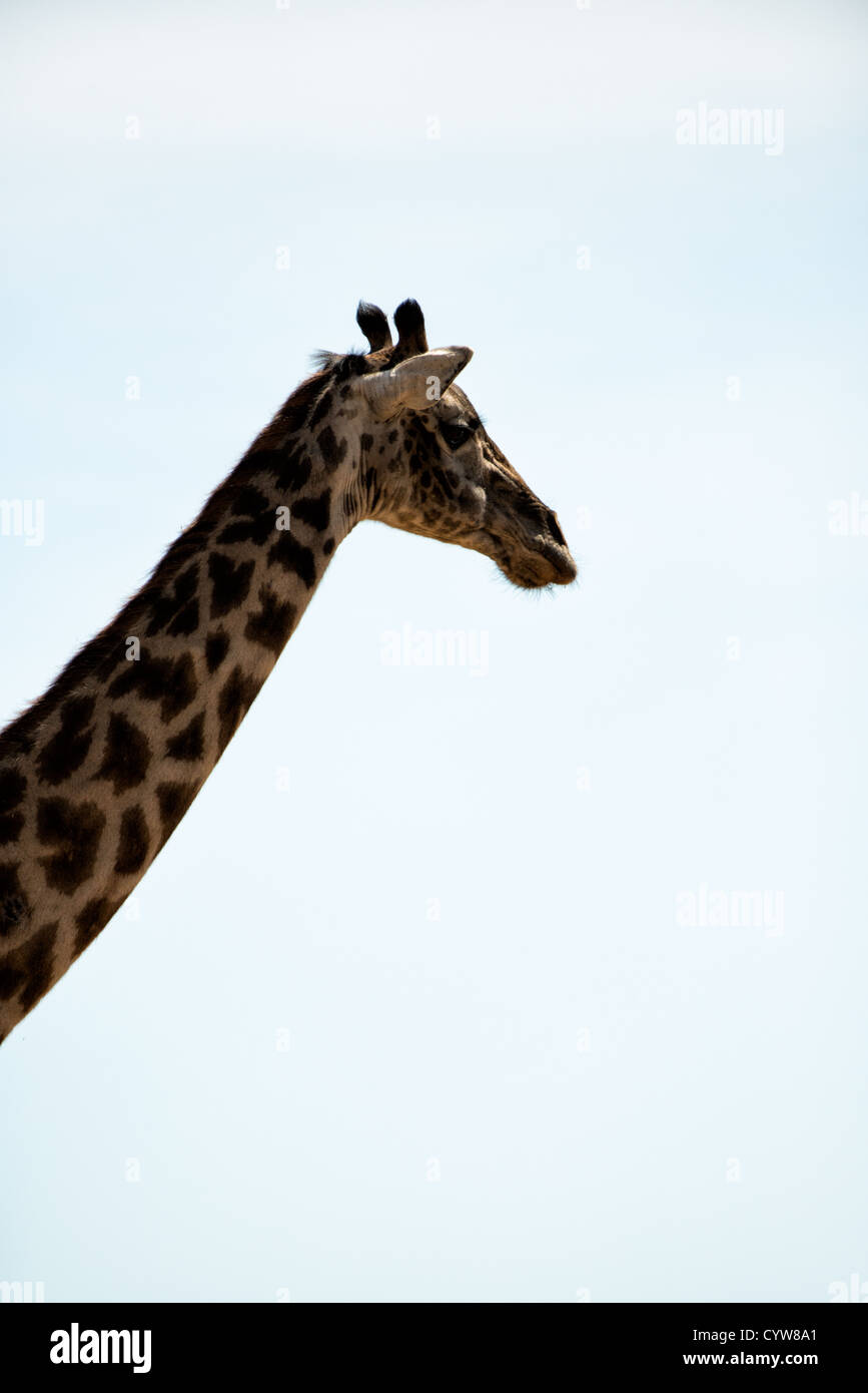 TARANGIRE-NATIONALPARK, Tansania – Silhouette von Hals und Kopf einer Giraffe im Tarangire-Nationalpark im Norden Tansanias, nicht weit vom Ngorongoro-Krater und der Serengeti entfernt. Stockfoto