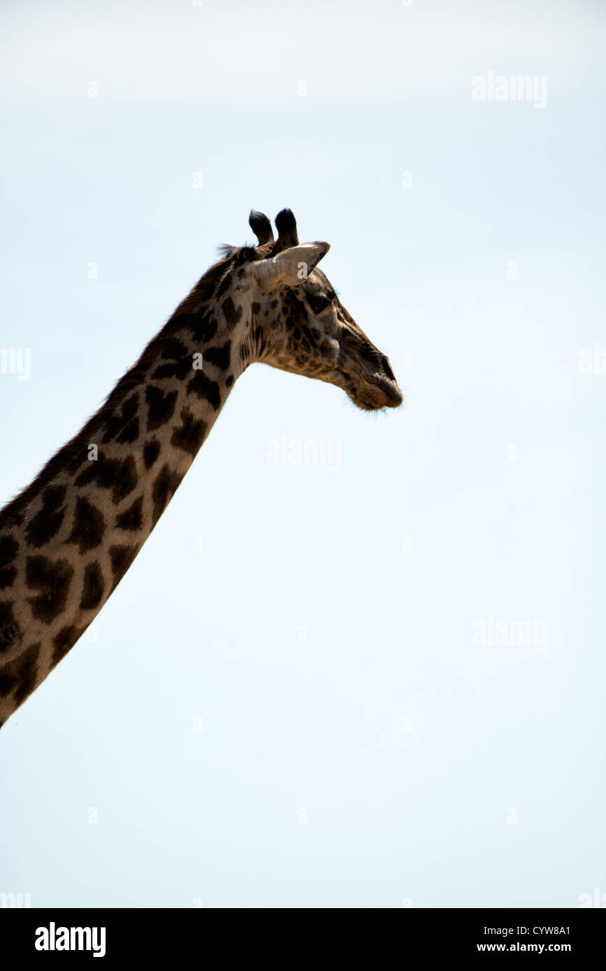 TARANGIRE-NATIONALPARK, Tansania - Silhouette von Kopf und Hals einer Giraffe im Tarangire-Nationalpark im Norden Tansanias, nicht weit vom Ngorongoro-Krater und der Serengeti. Der Ngorongoro-Krater, der zum UNESCO-Weltkulturerbe gehört, ist ein riesiger vulkanischer Krater im Norden Tansanias. Sie wurde vor 2-3 Millionen Jahren gegründet, hat einen Durchmesser von etwa 20 Kilometern und ist die Heimat vielfältiger Tiere, einschließlich der „Big Five“-Wildtiere. Das Ngorongoro Conservation Area, bewohnt von den Maasai, enthält auch bedeutende archäologische Stätten wie die Olduvai-Schlucht und Laetoli, die Einblicke in die frühen Zeiten bieten Stockfoto