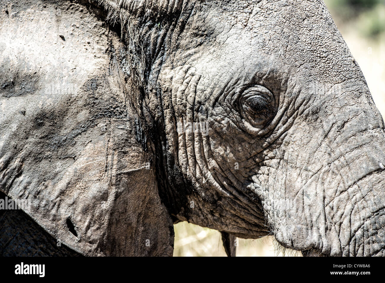 TARANGIRE-NATIONALPARK, Tansania - die Seite eines erwachsenen Elefanten im Tarangire-Nationalpark im Norden Tansanias, nicht weit vom Ngorongoro-Krater und der Serengeti. Der Ngorongoro-Krater, der zum UNESCO-Weltkulturerbe gehört, ist ein riesiger vulkanischer Krater im Norden Tansanias. Sie wurde vor 2-3 Millionen Jahren gegründet, hat einen Durchmesser von etwa 20 Kilometern und ist die Heimat vielfältiger Tiere, einschließlich der „Big Five“-Wildtiere. Das Ngorongoro Conservation Area, bewohnt von den Maasai, enthält auch bedeutende archäologische Stätten wie die Olduvai-Schlucht und Laetoli, die Einblicke in das frühe Summen bieten Stockfoto