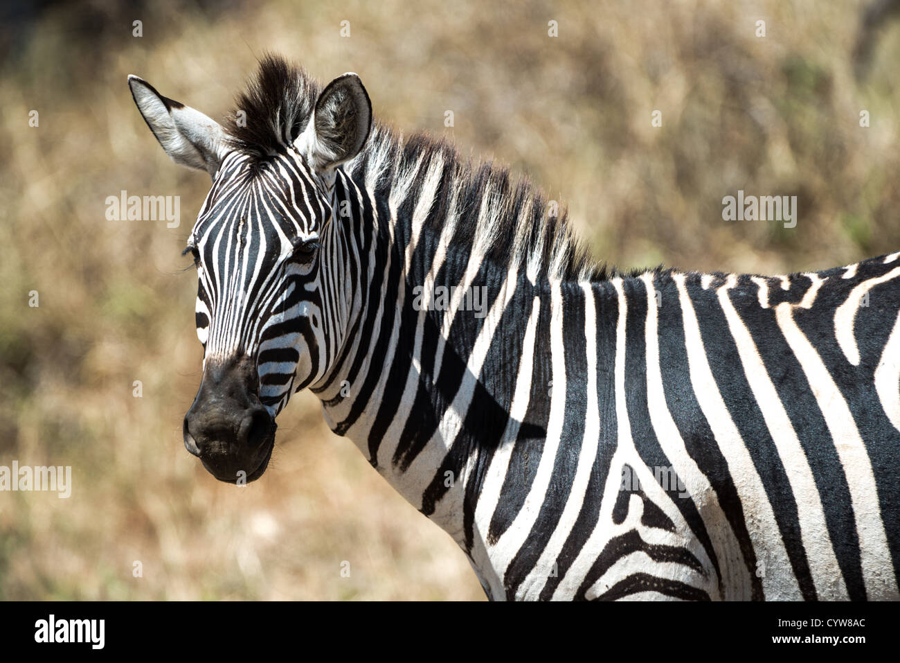 Der Tarangire National Park, Tansania - ein Zebra sieht in die Kamera in der Tarangire National Park im Norden von Tansania, nicht weit von den Ngorongoro Krater und die Serengeti. Stockfoto