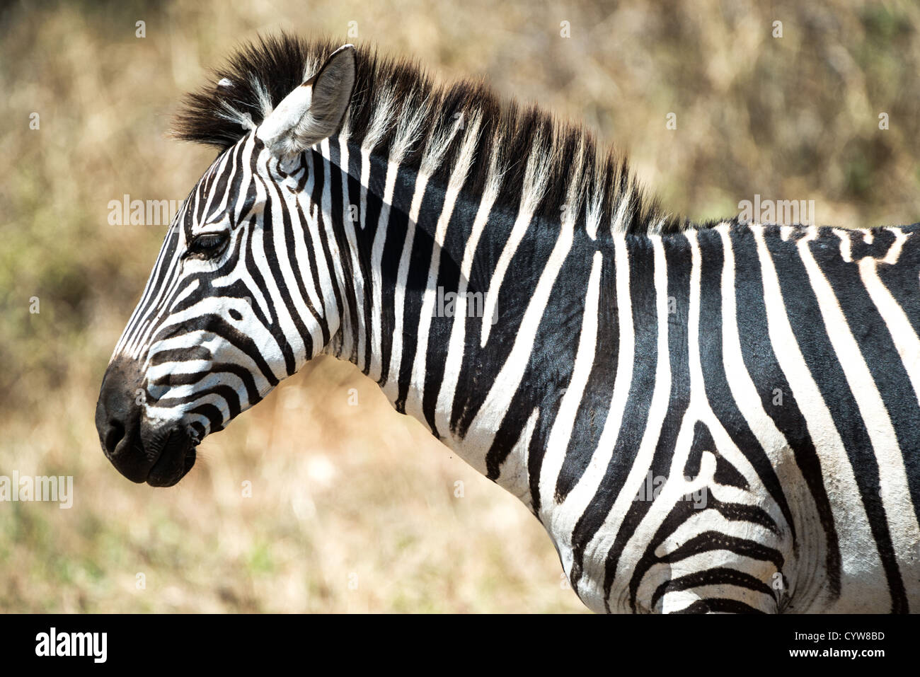 Der Tarangire National Park, Tansania - eine Seite Profil eines Zebras in der Tarangire National Park im Norden von Tansania, nicht weit von den Ngorongoro Krater und die Serengeti. Stockfoto
