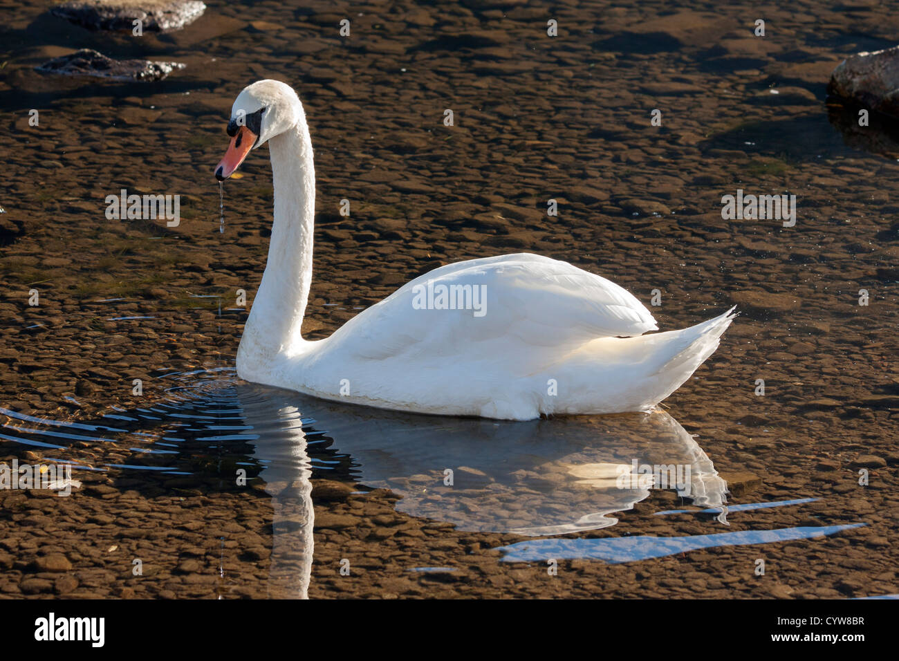 Mute swan Stockfoto