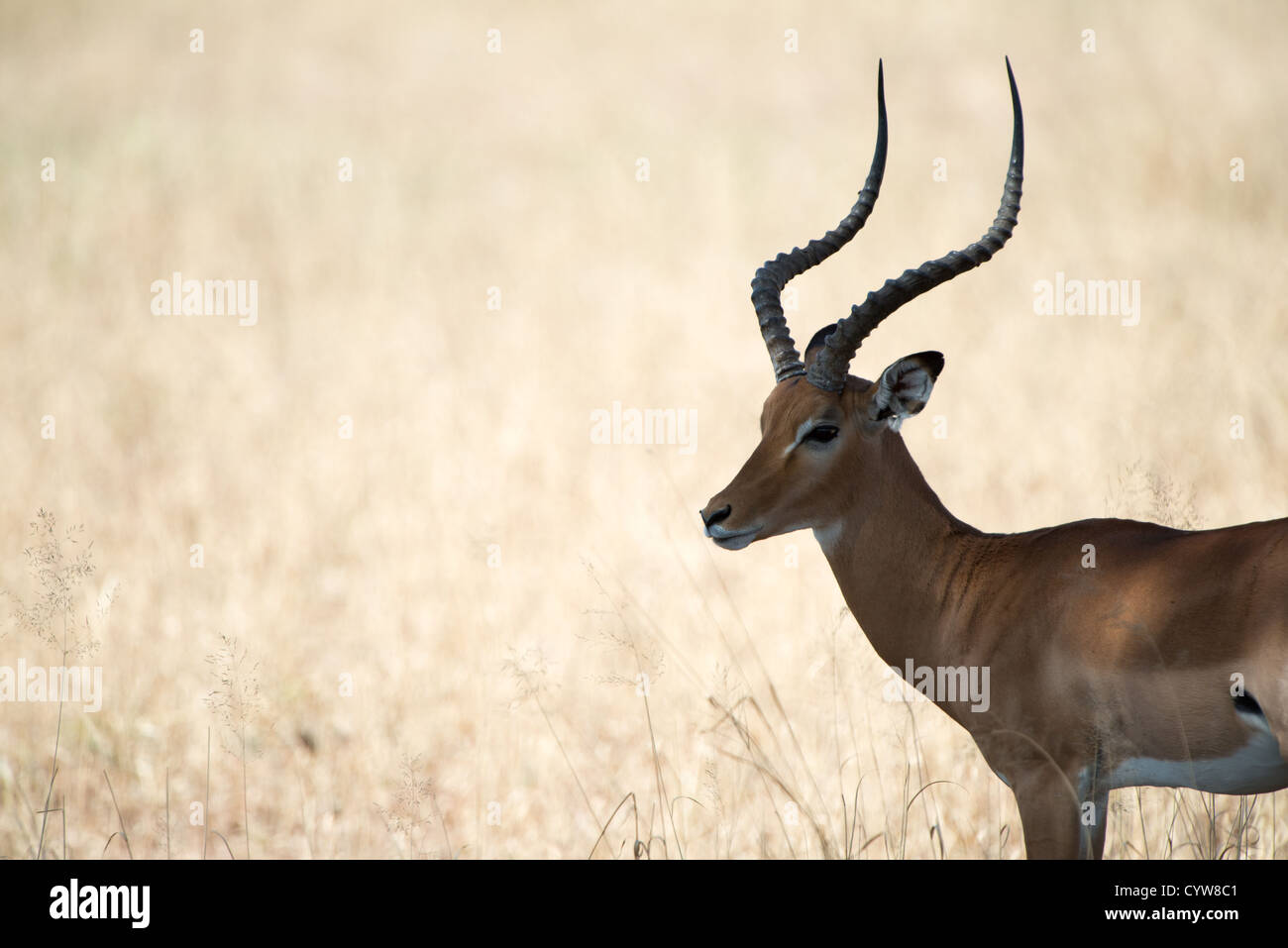 TARANGIRE-NATIONALPARK, Tansania — Ein männlicher Impala, eine Art Antilope, im Schatten, wird im Tarangire-Nationalpark im Norden Tansanias, unweit des Ngorongoro-Kraters und der Serengeti, auf dem Gras im Hintergrund der Sonne eingerahmt. Stockfoto