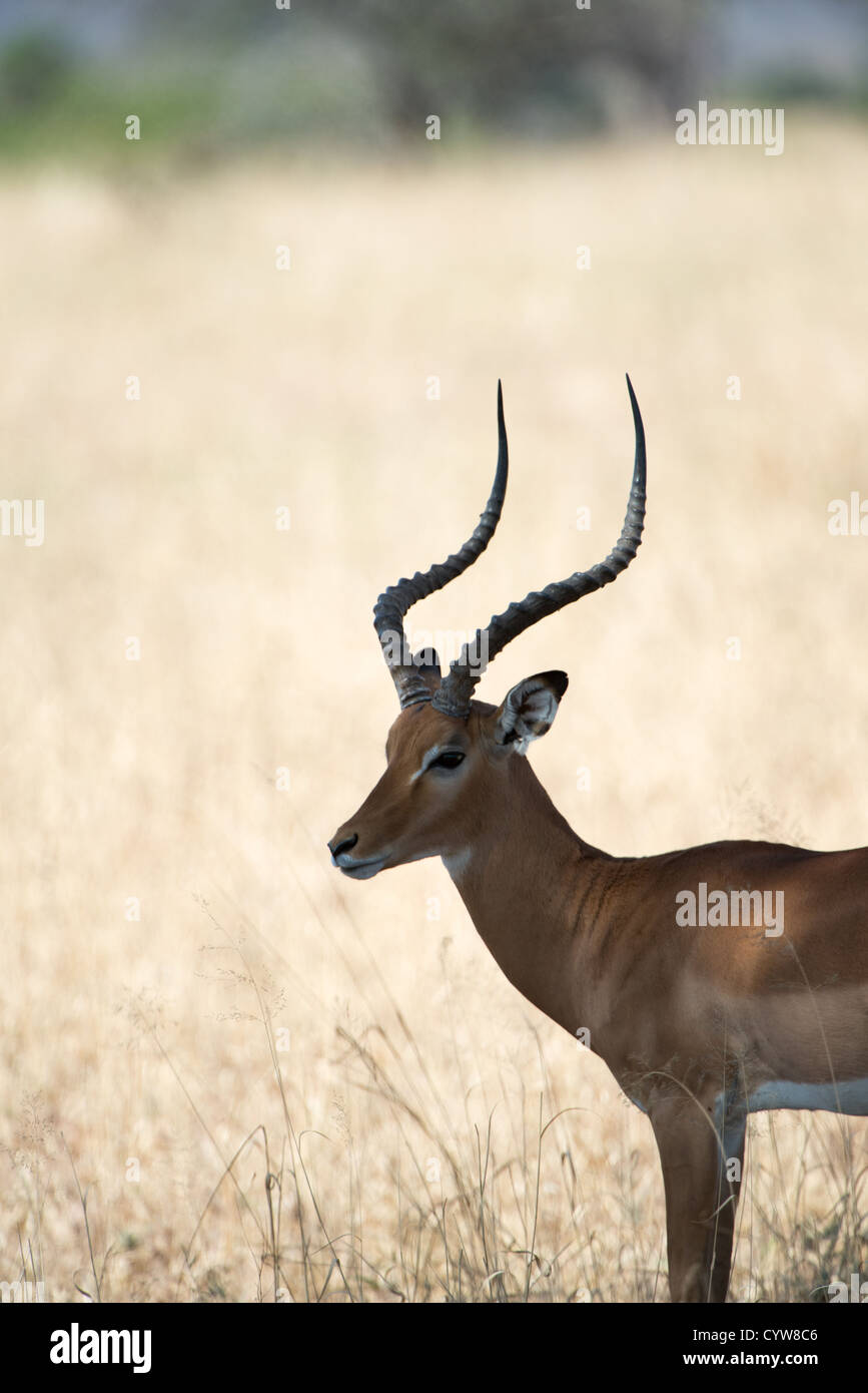 TARANGIRENATIONALPARK, Tansania ein Impala Buck im Tarangire