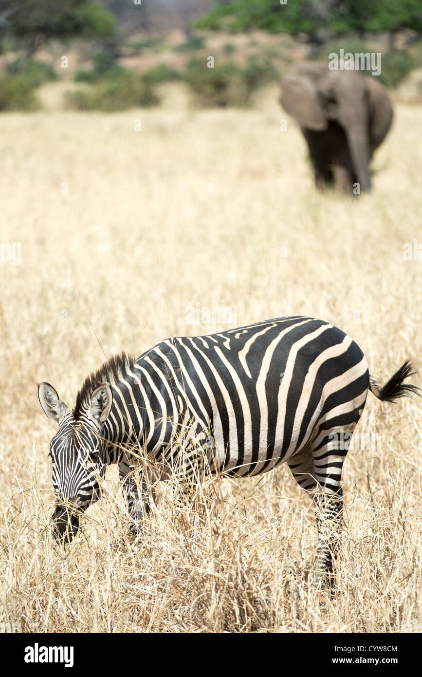 Der Tarangire National Park, Tansania - Im Vordergrund, ein Zebra Schürfwunden auf dem Gras mit einem Elefanten im Hintergrund in der Tarangire National Park im Norden von Tansania, nicht weit von den Ngorongoro Krater und die Serengeti. Stockfoto