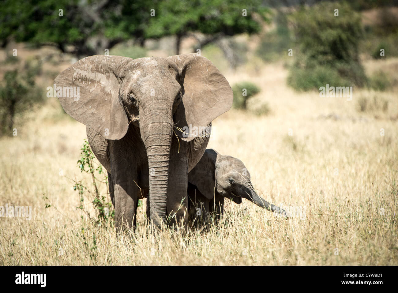 TARANGIRE-NATIONALPARK, Tansania - Ein junger Elefant bleibt in der Nähe seiner Mutter im Tarangire-Nationalpark im Norden Tansanias, nicht weit vom Ngorongoro-Krater und der Serengeti. Der Ngorongoro-Krater, der zum UNESCO-Weltkulturerbe gehört, ist ein riesiger vulkanischer Krater im Norden Tansanias. Sie wurde vor 2-3 Millionen Jahren gegründet, hat einen Durchmesser von etwa 20 Kilometern und ist die Heimat vielfältiger Tiere, einschließlich der „Big Five“-Wildtiere. Das Ngorongoro Conservation Area, bewohnt von den Maasai, enthält auch bedeutende archäologische Stätten wie die Olduvai-Schlucht und Laetoli, die Einblicke in Ohr bieten Stockfoto