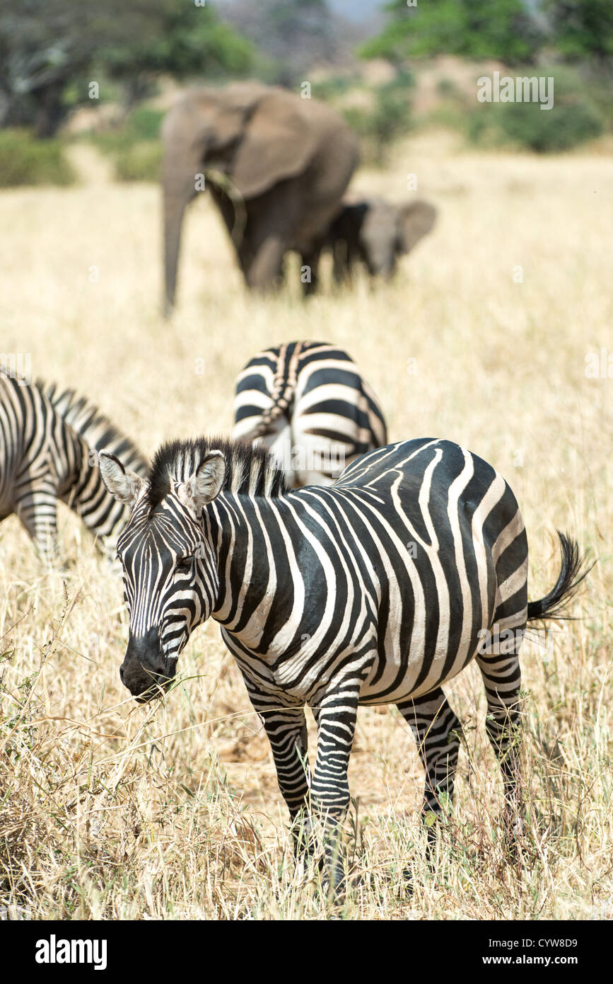 TARANGIRE-NATIONALPARK, Tansania – Im Vordergrund grasen Eine Zebras-Herde, im Hintergrund ein erwachsener und junger Elefant im Tarangire-Nationalpark im Norden Tansanias. Der Park befindet sich in der Nähe anderer berühmter Wildtierziele wie Ngorongoro-Krater und Serengeti. Tarangire ist bekannt für seine vielfältigen Tierpopulationen und dient als wichtiger Lebensraum für Zebras und Elefanten. Der Park ist Teil des größeren Ökosystems Tarangire-Manyara auf Tansanias nördlicher Safari-Strecke. Diese Interaktion mit Wildtieren demonstriert die Koexistenz verschiedener Arten innerhalb des Par Stockfoto
