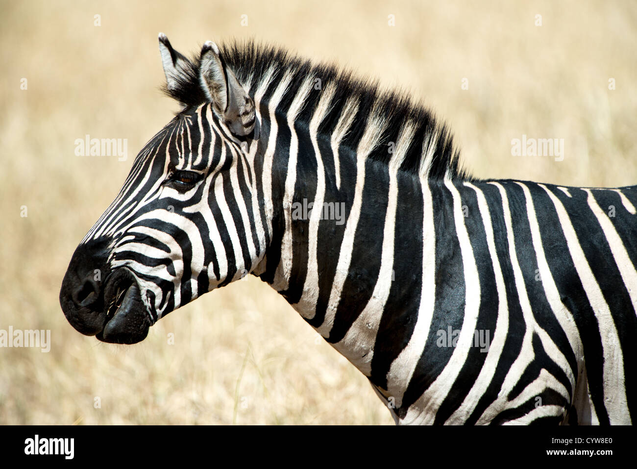 TARANGIRE-NATIONALPARK, Tansania — Profil eines Zebras im Tarangire-Nationalpark im Norden Tansanias, unweit des Ngorongoro-Kraters und der Serengeti. Stockfoto