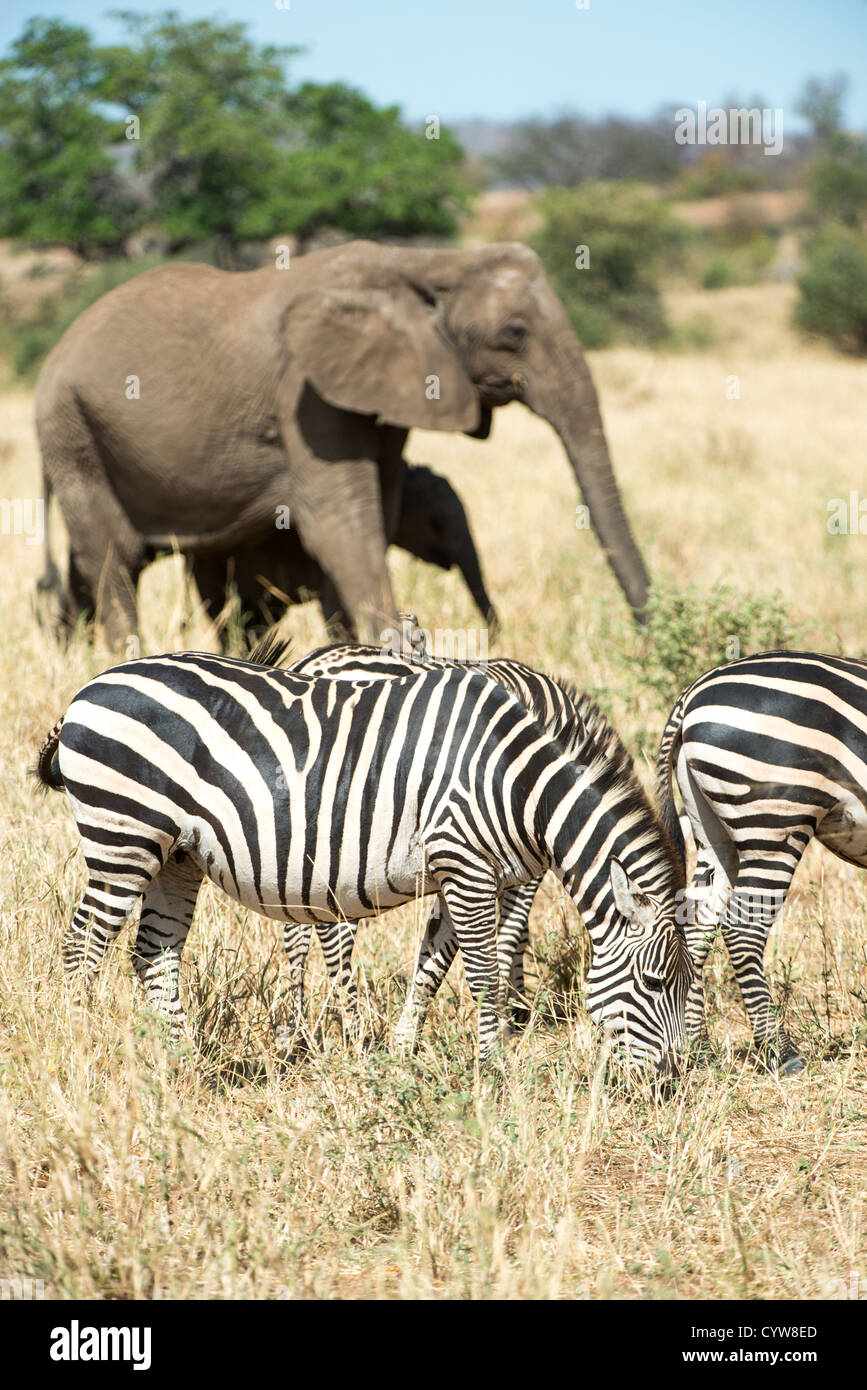 Der Tarangire National Park, Tansania - Elefanten und Zebras in der Tarangire National Park im Norden von Tansania, nicht weit von den Ngorongoro Krater und die Serengeti. Stockfoto