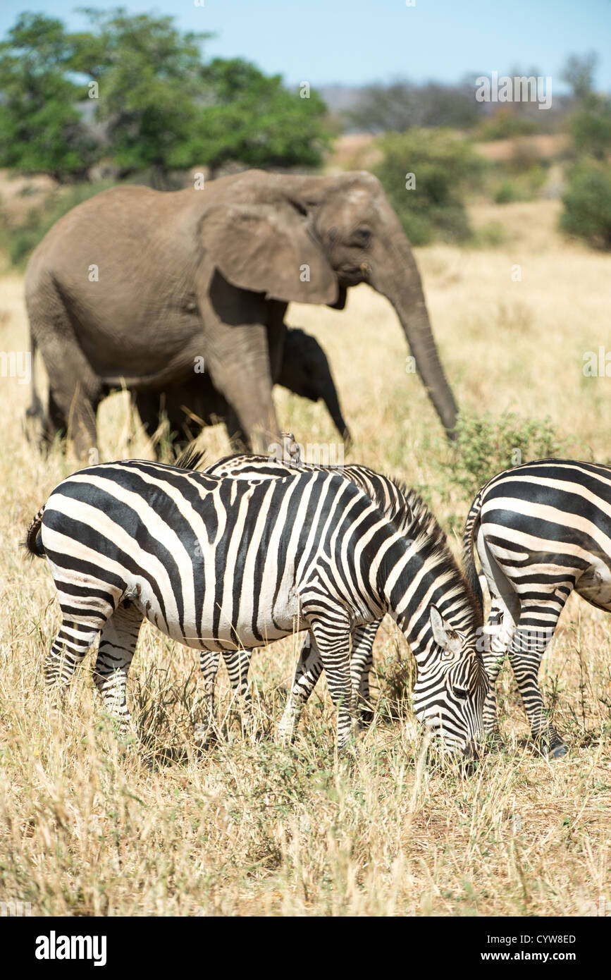 Elefanten und Zebras im Tarangire-Nationalpark Tansania | TARANGIRE-NATIONALPARK, Tansania — Elefanten grasen hinter einer kleinen Herde Zebras auf derselben Savannenstrecke, eine gemischte Artengruppe, die typisch für die Trockenzeit in Tarangire ist. Der Park beherbergt eine der größten Elefantenpopulationen im Norden Tansanias, die seit 1993 kontinuierlich vom Tarangire Elephant Project überwacht wird, während sich die Zebraherden in der Nähe des Tarangire-Flusses konzentrieren, wenn andere Wasserquellen austrocknen. Stockfoto