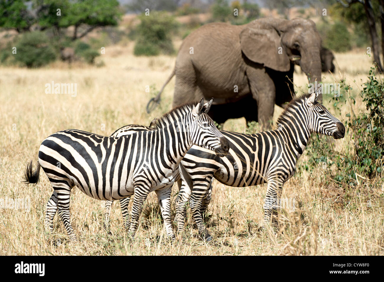 Der Tarangire National Park, Tansania - Zebras stand wachsam im Vordergrund, mit Elefanten im Hintergrund in der Tarangire National Park im Norden von Tansania, nicht weit von den Ngorongoro Krater und die Serengeti. Stockfoto