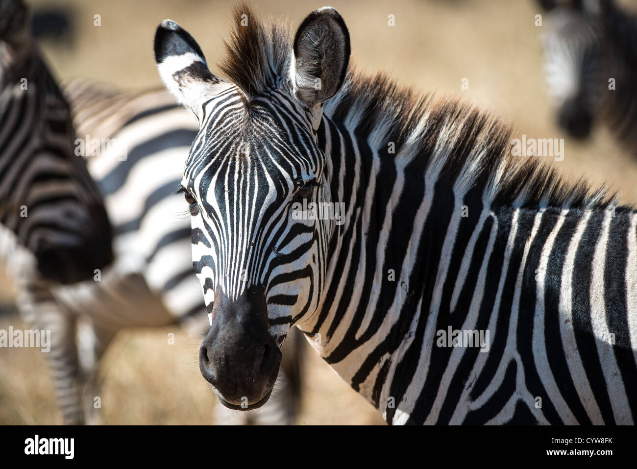 TARANGIRE-NATIONALPARK, Tansania – Ein Zebra steht wachsam im Tarangire-Nationalpark im Norden Tansanias, nicht weit vom Ngorongoro-Krater und der Serengeti entfernt. Stockfoto