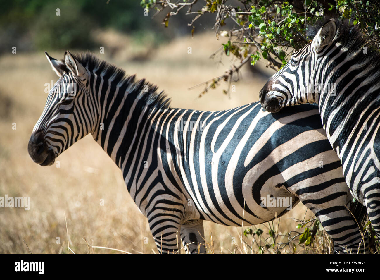TARANGIRE-NATIONALPARK, Tansania - zwei Zebras im Tarangire-Nationalpark im Norden Tansanias, nicht weit vom Ngorongoro-Krater und dem Serengeti. Der Ngorongoro-Krater, der zum UNESCO-Weltkulturerbe gehört, ist ein riesiger vulkanischer Krater im Norden Tansanias. Sie wurde vor 2-3 Millionen Jahren gegründet, hat einen Durchmesser von etwa 20 Kilometern und ist die Heimat vielfältiger Tiere, einschließlich der „Big Five“-Wildtiere. Das Ngorongoro Conservation Area, bewohnt von den Maasai, enthält auch bedeutende archäologische Stätten wie die Olduvai-Schlucht und Laetoli, die Einblicke in die frühe menschliche Evolution bieten. Stockfoto