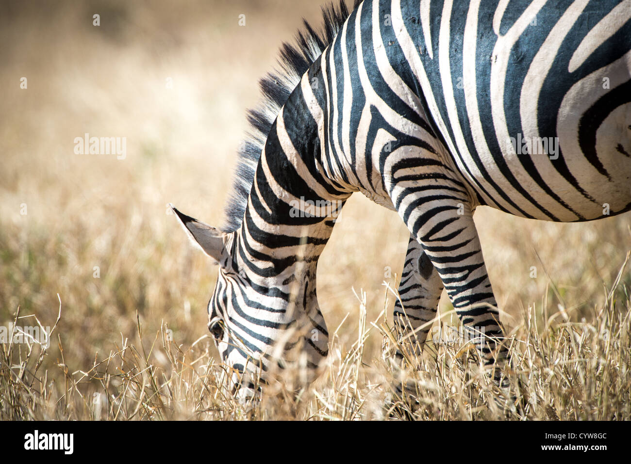 Der Tarangire National Park, Tansania - ein Zebra weidet in der Tarangire National Park im Norden von Tansania, nicht weit von den Ngorongoro Krater und die Serengeti. Stockfoto