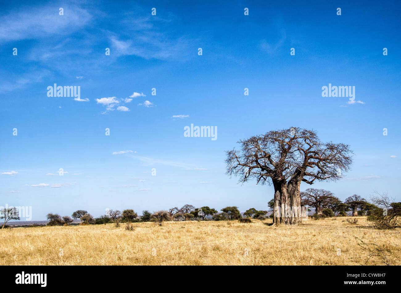 TARANGIRE-NATIONALPARK, Tansania - Im Tarangire-Nationalpark im Norden Tansanias, unweit des Ngorongoro-Kraters und der Serengeti, ragt Ein Baobab-Baum vom blauen Himmel hervor. Der Ngorongoro-Krater, der zum UNESCO-Weltkulturerbe gehört, ist ein riesiger vulkanischer Krater im Norden Tansanias. Sie wurde vor 2-3 Millionen Jahren gegründet, hat einen Durchmesser von etwa 20 Kilometern und ist die Heimat vielfältiger Tiere, einschließlich der „Big Five“-Wildtiere. Das Ngorongoro Conservation Area, das von den Maasai bewohnt wird, enthält auch bedeutende archäologische Stätten wie die Olduvai-Schlucht und Laetoli, die Einblicke bieten Stockfoto
