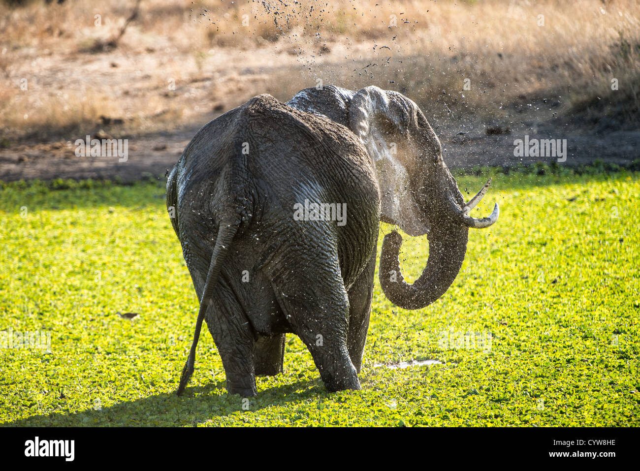 Der Tarangire National Park, Tansania - Ein Elefanten steht in einem kleinen Reed gedeckten See spritzen mit Wasser in der Tarangire National Park im Norden von Tansania, nicht weit von den Ngorongoro Krater und die Serengeti. Stockfoto