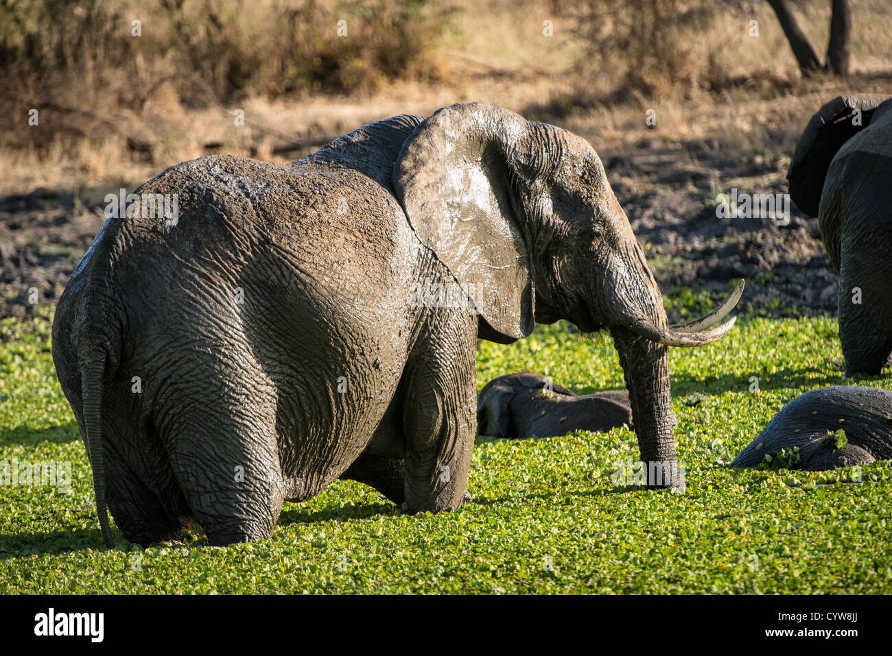 Der Tarangire National Park, Tansania - Elefanten in einem kleinen Reed - See in der Tarangire National Park im Norden von Tansania, nicht weit von den Ngorongoro Krater und die Serengeti. Stockfoto