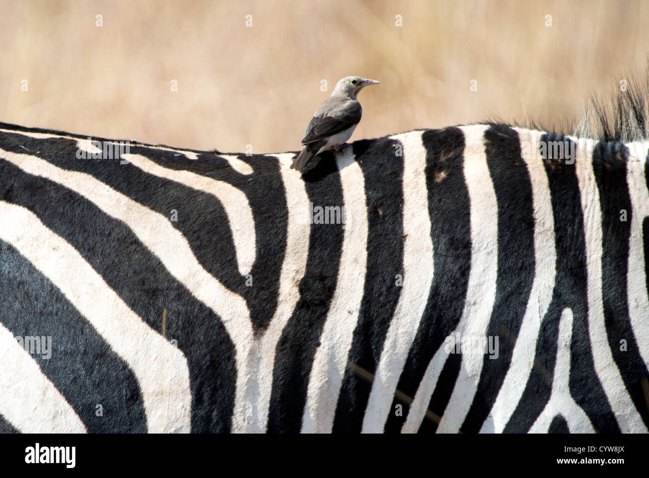 Der Tarangire National Park, Tansania - ein kleiner Vogel sitzt auf dem Rücken eines Zebra in der Tarangire National Park im Norden von Tansania, nicht weit von den Ngorongoro Krater und die Serengeti. Stockfoto