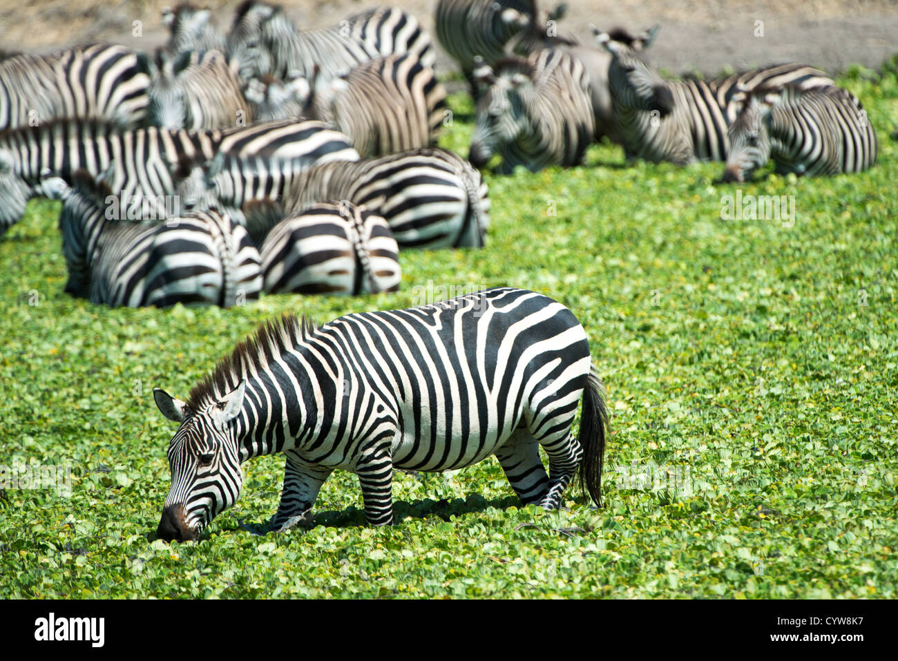 Der Tarangire National Park, Tansania - eine herde Zebras im Wasser eines kleinen Reed gedeckten See in der Tarangire National Park im Norden von Tansania, nicht weit von den Ngorongoro Krater und die Serengeti. Stockfoto