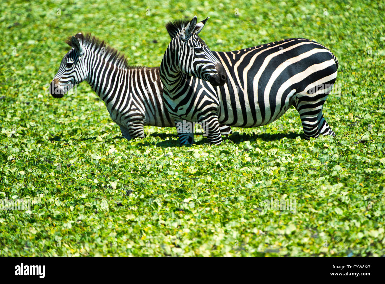 Der Tarangire National Park, Tansania - ein paar Zebras in den flachen Gewässern von einem kleinen Reed stand-bedeckten See in der Tarangire National Park im Norden von Tansania, nicht weit von den Ngorongoro Krater und die Serengeti. Stockfoto