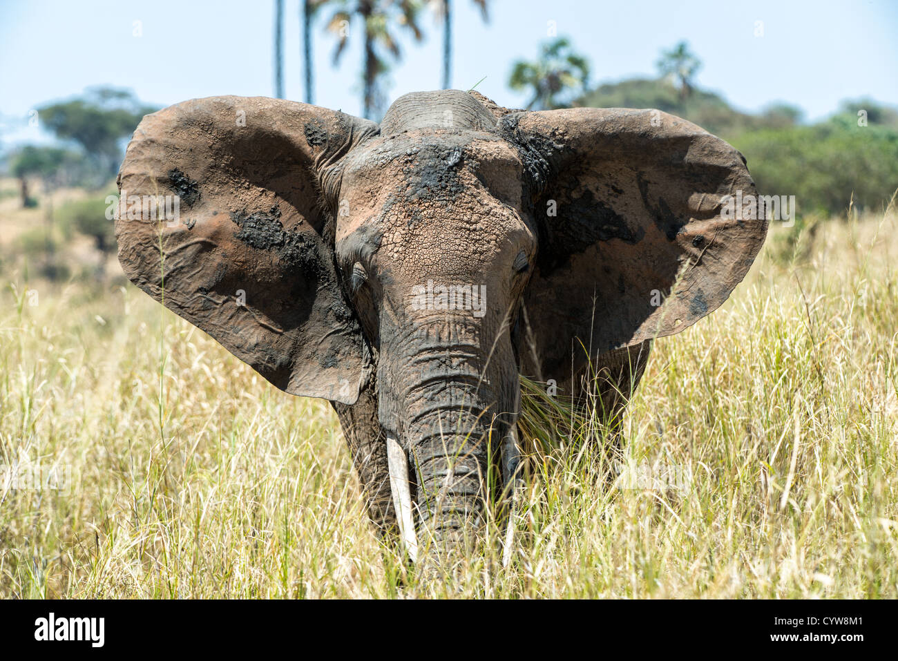 TARANGIRE-NATIONALPARK, Tansania - Ein einsamer Elefant im Tarangire-Nationalpark im Norden Tansanias, nicht weit vom Ngorongoro-Krater und der Serengeti. Der Ngorongoro-Krater, der zum UNESCO-Weltkulturerbe gehört, ist ein riesiger vulkanischer Krater im Norden Tansanias. Sie wurde vor 2-3 Millionen Jahren gegründet, hat einen Durchmesser von etwa 20 Kilometern und ist die Heimat vielfältiger Tiere, einschließlich der „Big Five“-Wildtiere. Das Ngorongoro Conservation Area, bewohnt von den Maasai, enthält auch bedeutende archäologische Stätten wie die Olduvai-Schlucht und Laetoli, die Einblicke in die frühe menschliche Evolution bieten. Stockfoto