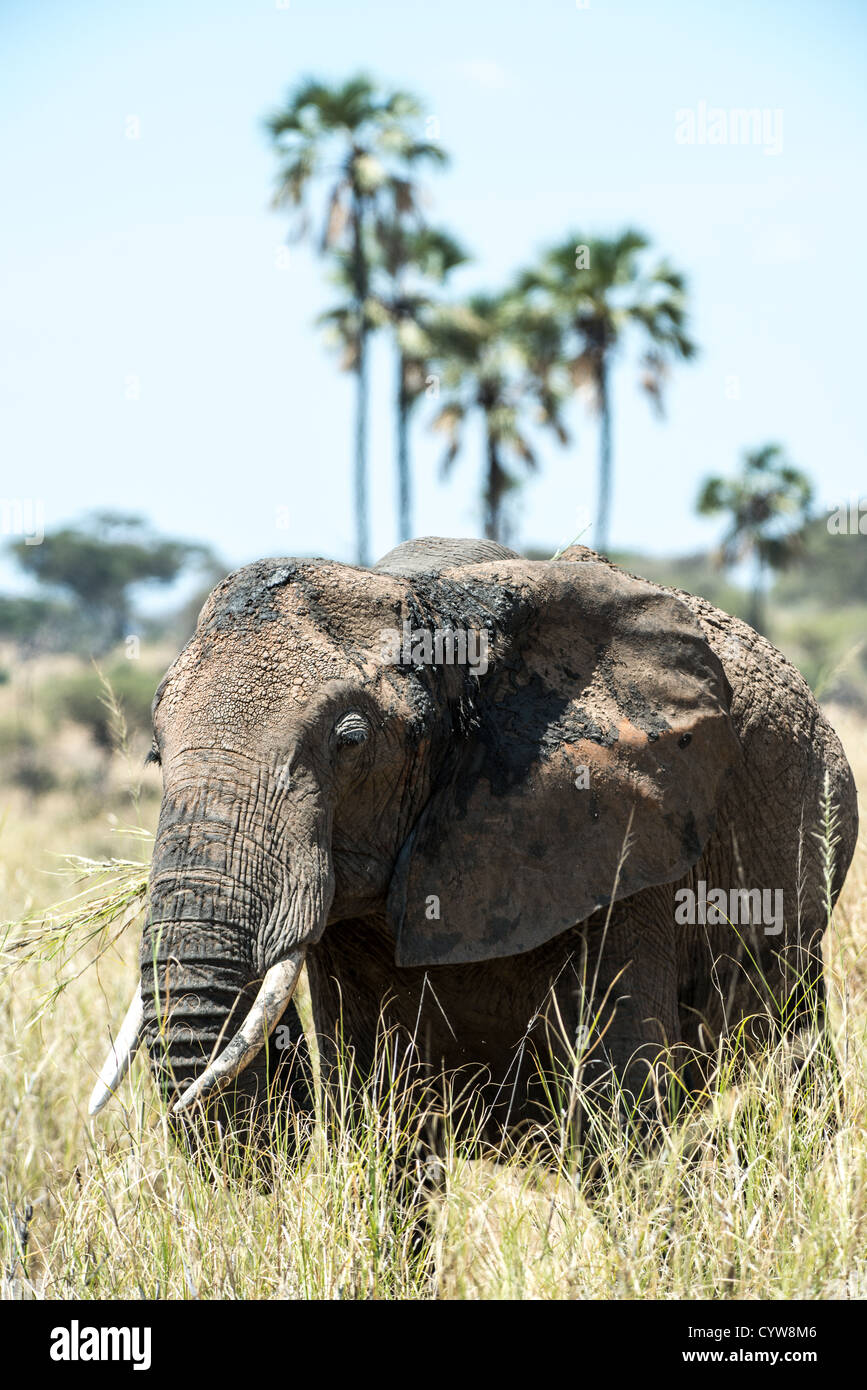 TARANGIRE-NATIONALPARK, Tansania – Ein einsamer Elefant befindet sich im Tarangire-Nationalpark, einem der bekanntesten Tierreservate Tansanias. Tarangire liegt in der Region Manyara im Norden Tansanias und ist bekannt für seine große Elefantenpopulation und die vielfältige Tierwelt. Der Park umfasst etwa 2.850 Quadratkilometer und ist Teil des Greater Tarangire-Manyara Ökosystems. Tarangire wurde 1970 gegründet und liegt südöstlich des Lake Manyara und zeichnet sich durch Baobab-Bäume und saisonale Wanderungen aus. Der Park dient als wichtiges Naturschutzgebiet für afrikanische Elefanten und Elefanten Stockfoto