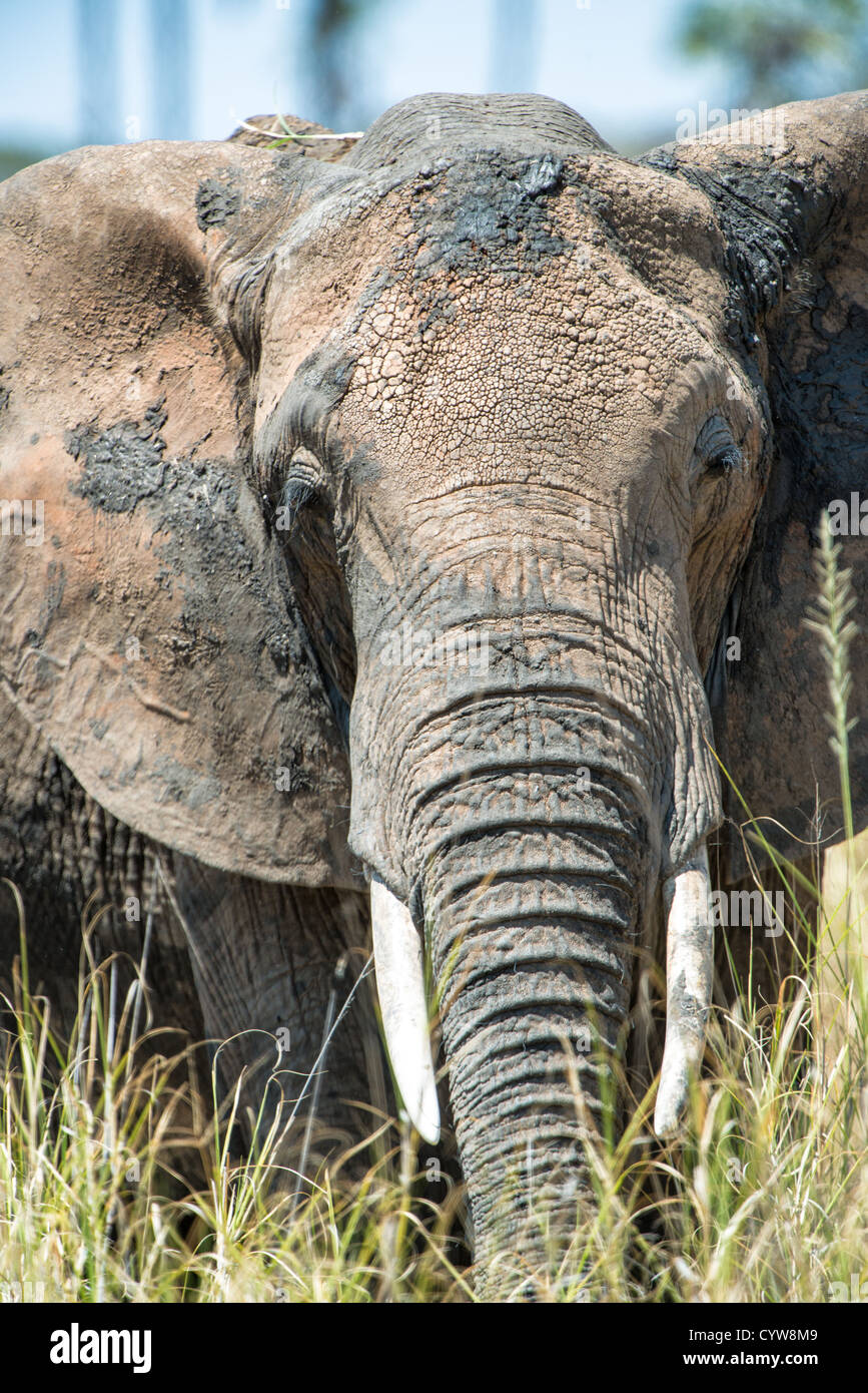 TARANGIRE-NATIONALPARK, Tansania – Ein einsamer Elefant befindet sich im Tarangire-Nationalpark, einem der bekanntesten Tierreservate Tansanias. Tarangire liegt in der Region Manyara im Norden Tansanias und ist bekannt für seine große Elefantenpopulation und die vielfältige Tierwelt. Der Park umfasst etwa 2.850 Quadratkilometer und ist Teil des Greater Tarangire-Manyara Ökosystems. Tarangire wurde 1970 gegründet und liegt südöstlich des Lake Manyara und zeichnet sich durch Baobab-Bäume und saisonale Wanderungen aus. Der Park dient als wichtiges Naturschutzgebiet für afrikanische Elefanten und Elefanten Stockfoto