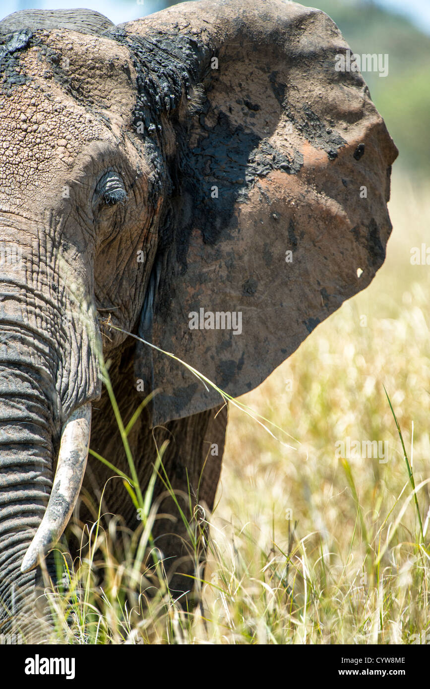 TARANGIRE-NATIONALPARK, Tansania - Vorderansicht der linken Seite der Elefantenfront im Tarangire-Nationalpark im Norden Tansanias, nicht weit vom Ngorongoro-Krater und der Serengeti. Der Ngorongoro-Krater, der zum UNESCO-Weltkulturerbe gehört, ist ein riesiger vulkanischer Krater im Norden Tansanias. Sie wurde vor 2-3 Millionen Jahren gegründet, hat einen Durchmesser von etwa 20 Kilometern und ist die Heimat vielfältiger Tiere, einschließlich der „Big Five“-Wildtiere. Das Ngorongoro Conservation Area, bewohnt von den Maasai, enthält auch bedeutende archäologische Stätten wie die Olduvai-Schlucht und Laetoli, die Einblicke bieten Stockfoto