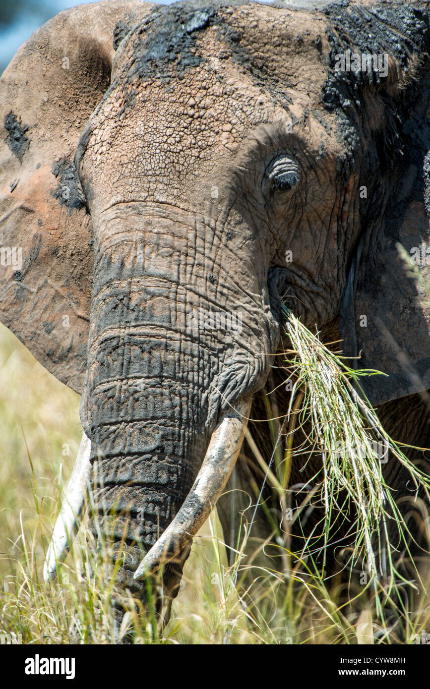 TARANGIRE-NATIONALPARK, Tansania – Ein einsamer Elefant befindet sich im Tarangire-Nationalpark, einem der bekanntesten Tierreservate Tansanias. Tarangire liegt in der Region Manyara im Norden Tansanias und ist bekannt für seine große Elefantenpopulation und die vielfältige Tierwelt. Der Park umfasst etwa 2.850 Quadratkilometer und ist Teil des Greater Tarangire-Manyara Ökosystems. Tarangire wurde 1970 gegründet und liegt südöstlich des Lake Manyara und zeichnet sich durch Baobab-Bäume und saisonale Wanderungen aus. Der Park dient als wichtiges Naturschutzgebiet für afrikanische Elefanten und Elefanten Stockfoto