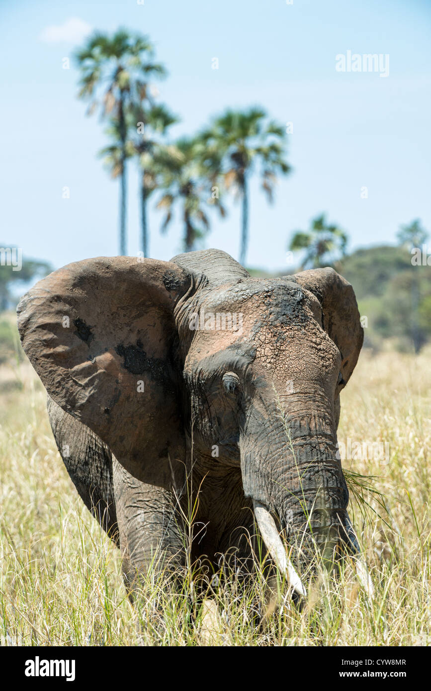 TARANGIRE-NATIONALPARK, Tansania – Ein einsamer Elefant befindet sich im Tarangire-Nationalpark, einem der bekanntesten Tierreservate Tansanias. Tarangire liegt in der Region Manyara im Norden Tansanias und ist bekannt für seine große Elefantenpopulation und die vielfältige Tierwelt. Der Park umfasst etwa 2.850 Quadratkilometer und ist Teil des Greater Tarangire-Manyara Ökosystems. Tarangire wurde 1970 gegründet und liegt südöstlich des Lake Manyara und zeichnet sich durch Baobab-Bäume und saisonale Wanderungen aus. Der Park dient als wichtiges Naturschutzgebiet für afrikanische Elefanten und Elefanten Stockfoto