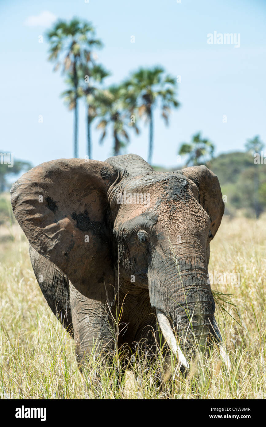 TARANGIRE-NATIONALPARK, Tansania - ein Elefant im langen Gras im Tarangire-Nationalpark im Norden Tansanias, nicht weit vom Ngorongoro-Krater und der Serengeti. Der Ngorongoro-Krater, der zum UNESCO-Weltkulturerbe gehört, ist ein riesiger vulkanischer Krater im Norden Tansanias. Sie wurde vor 2-3 Millionen Jahren gegründet, hat einen Durchmesser von etwa 20 Kilometern und ist die Heimat vielfältiger Tiere, einschließlich der „Big Five“-Wildtiere. Das Ngorongoro Conservation Area, bewohnt von den Maasai, enthält auch bedeutende archäologische Stätten wie die Olduvai-Schlucht und Laetoli, die Einblicke in das frühe menschliche evol bieten Stockfoto