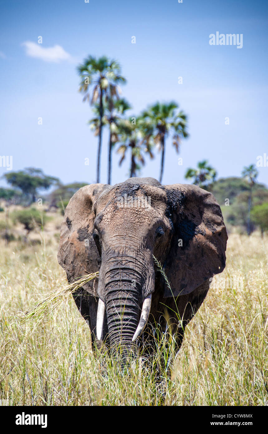 TARANGIRE-NATIONALPARK, Tansania - ein Elefant grast auf dem Gras im Tarangire-Nationalpark im Norden Tansanias, nicht weit vom Ngorongoro-Krater und der Serengeti. Der Ngorongoro-Krater, der zum UNESCO-Weltkulturerbe gehört, ist ein riesiger vulkanischer Krater im Norden Tansanias. Sie wurde vor 2-3 Millionen Jahren gegründet, hat einen Durchmesser von etwa 20 Kilometern und ist die Heimat vielfältiger Tiere, einschließlich der „Big Five“-Wildtiere. Das Ngorongoro Conservation Area, bewohnt von den Maasai, enthält auch bedeutende archäologische Stätten wie die Olduvai-Schlucht und Laetoli, die Einblicke in die frühe menschliche Ev bieten Stockfoto