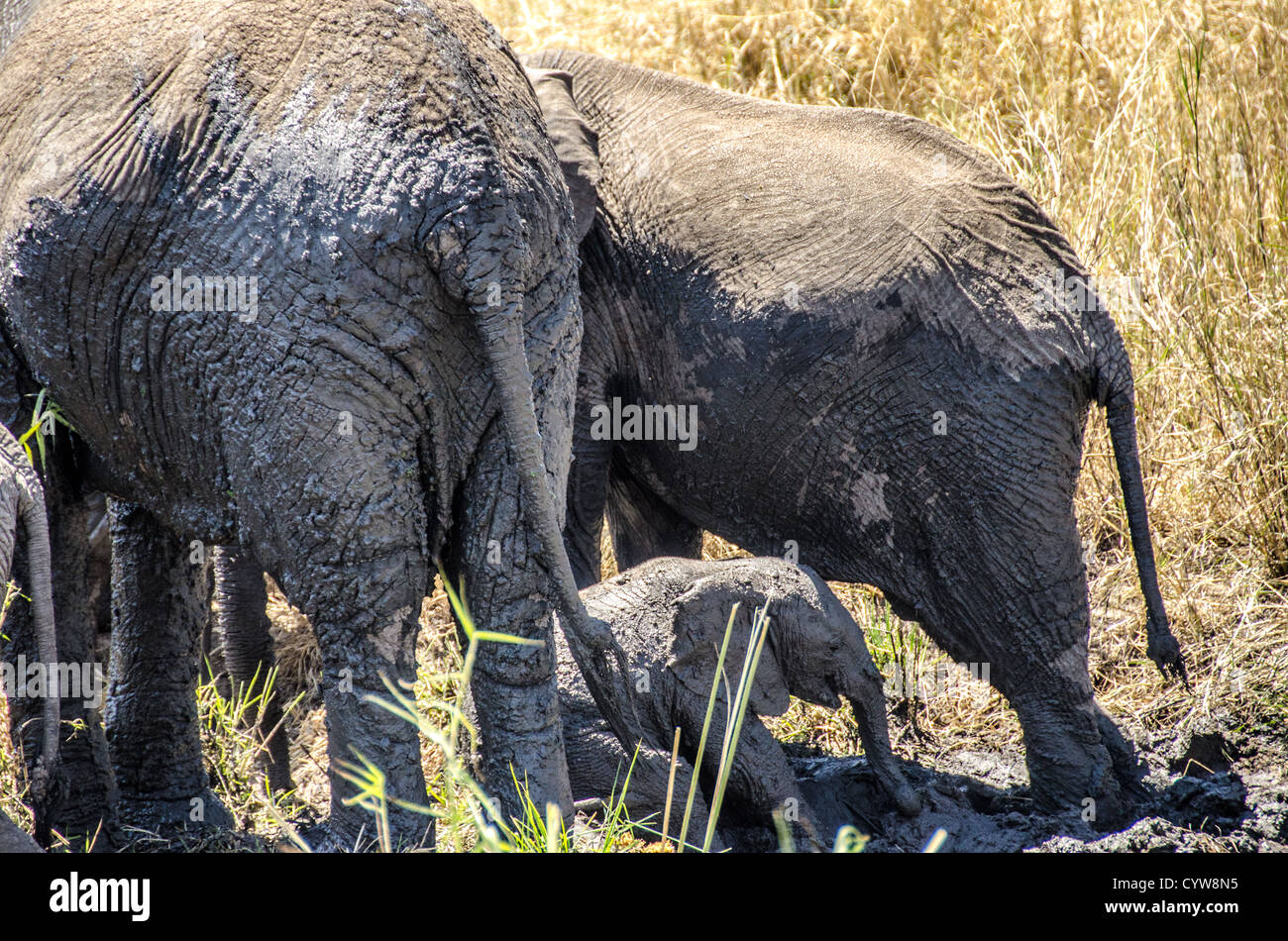 TARANGIRE-NATIONALPARK, Tansania - Im Tarangire-Nationalpark im Norden Tansanias, unweit des Ngorongoro-Kraters und der Serengeti, spielt Ein Elefant im Schlamm neben zwei viel größeren erwachsenen Elefanten. Der Ngorongoro-Krater, der zum UNESCO-Weltkulturerbe gehört, ist ein riesiger vulkanischer Krater im Norden Tansanias. Sie wurde vor 2-3 Millionen Jahren gegründet, hat einen Durchmesser von etwa 20 Kilometern und ist die Heimat vielfältiger Tiere, einschließlich der „Big Five“-Wildtiere. Das Ngorongoro-Schutzgebiet, das von den Maasai bewohnt wird, umfasst auch bedeutende archäologische Stätten wie die Olduvai-Schlucht und Laetoli, Stockfoto
